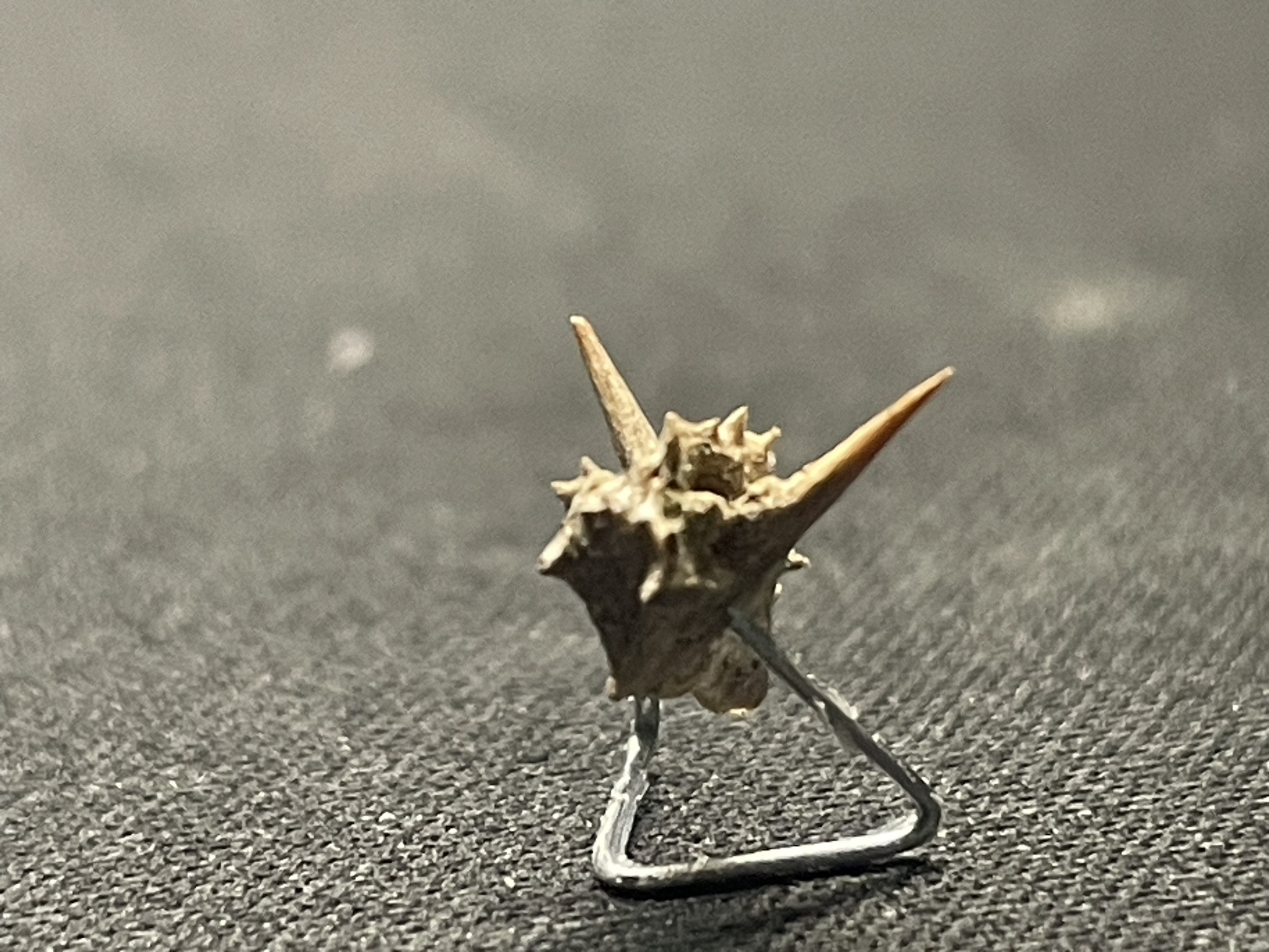 The Creepy Demonic Head I Discovered in My Shoe