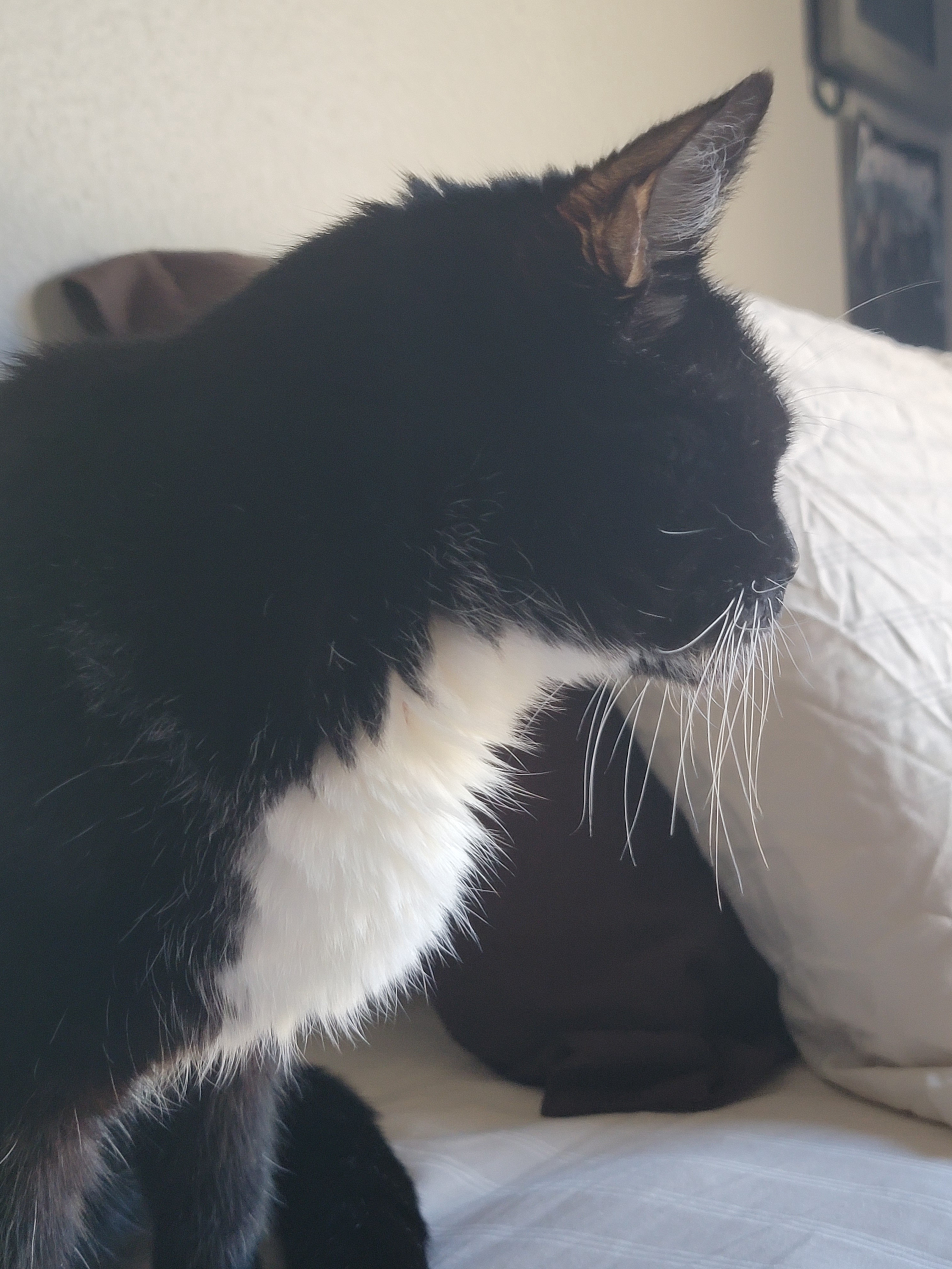 Daily dose of cuteness: Cat #1276