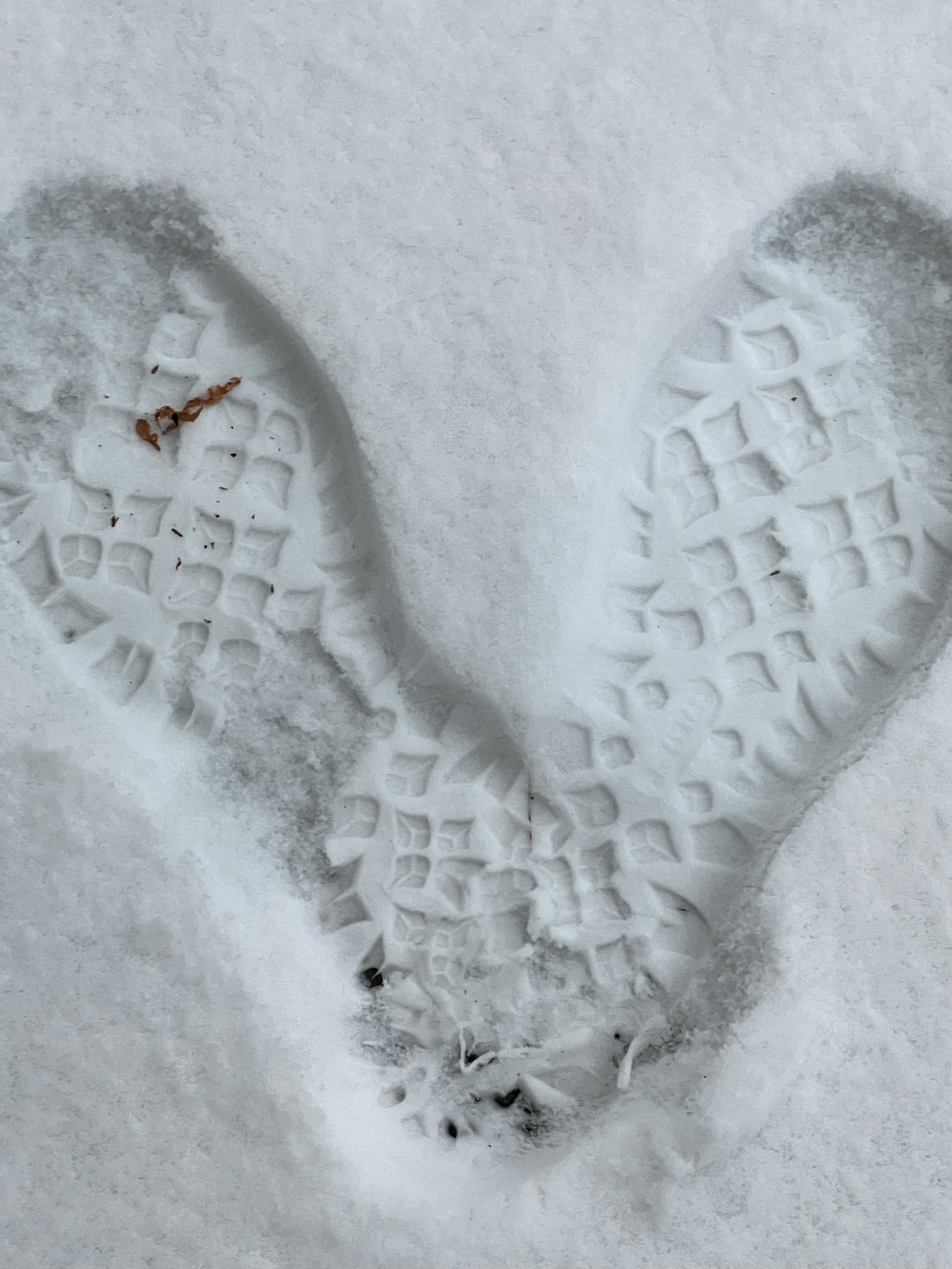 Snowy Memories from November 30, 2022