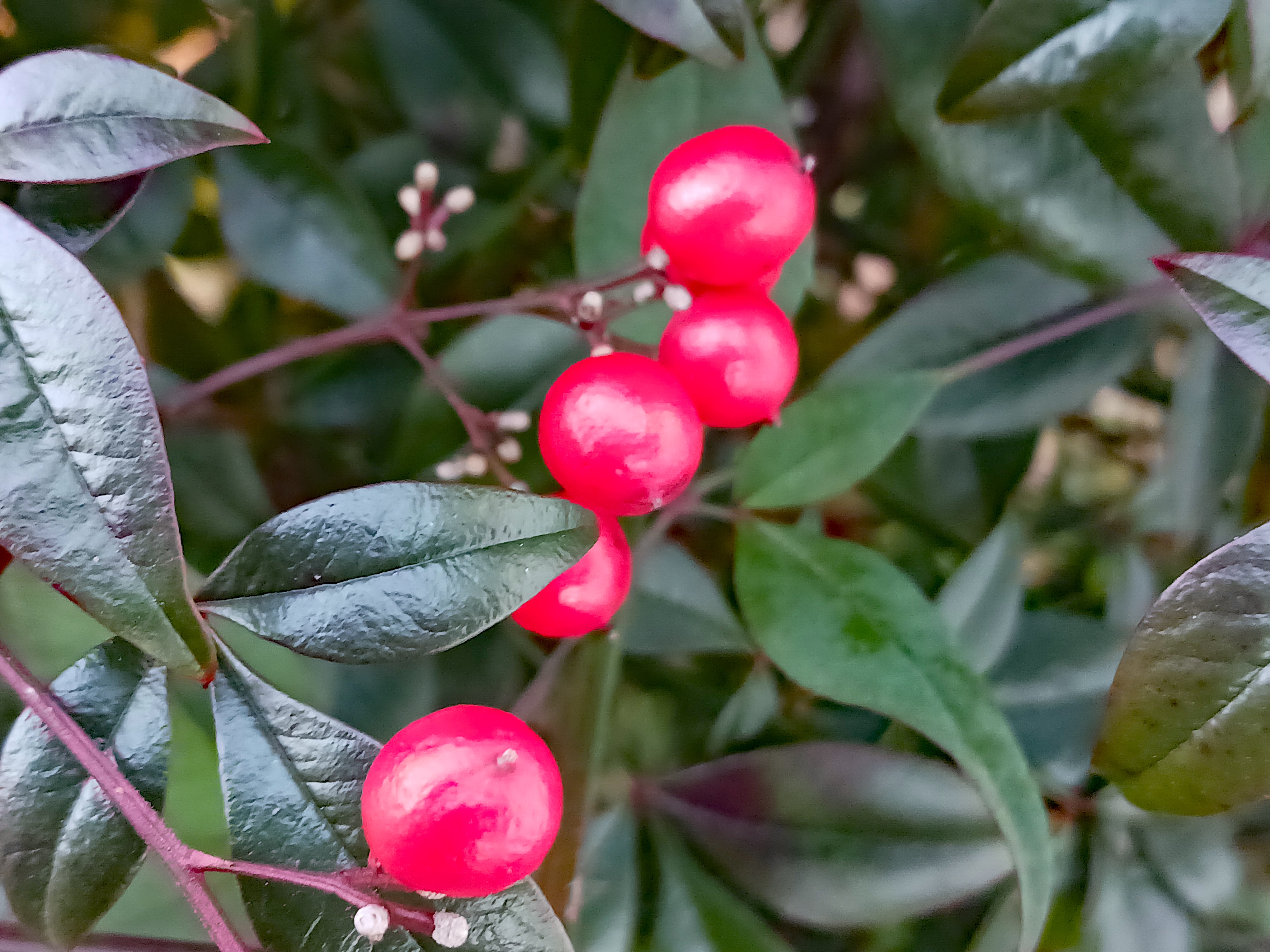 Nature's Palette: Leaves and Berries