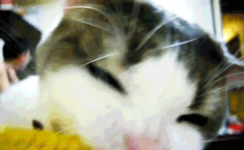 A Delightful Corn Treat for My Feline Friend!