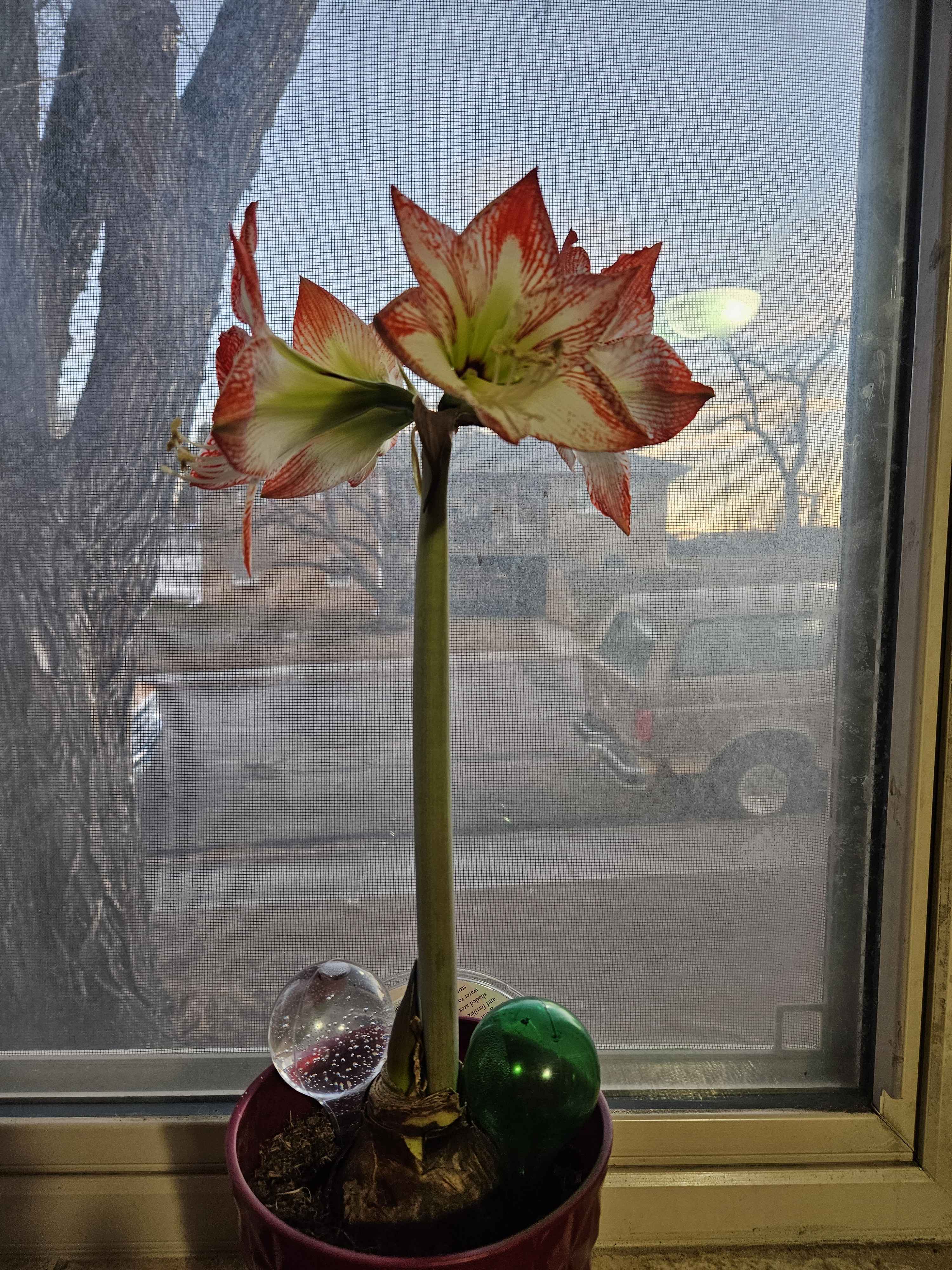 A Beautiful Bloom: The Flower