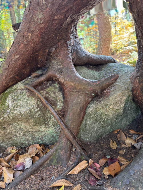 Nature's Masterpiece: Tree Roots Embracing a Massive Boulder