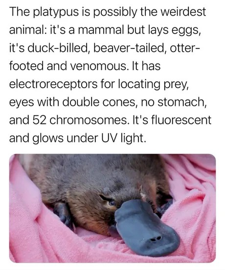 Random Platypus Memes: Just Because We Can!