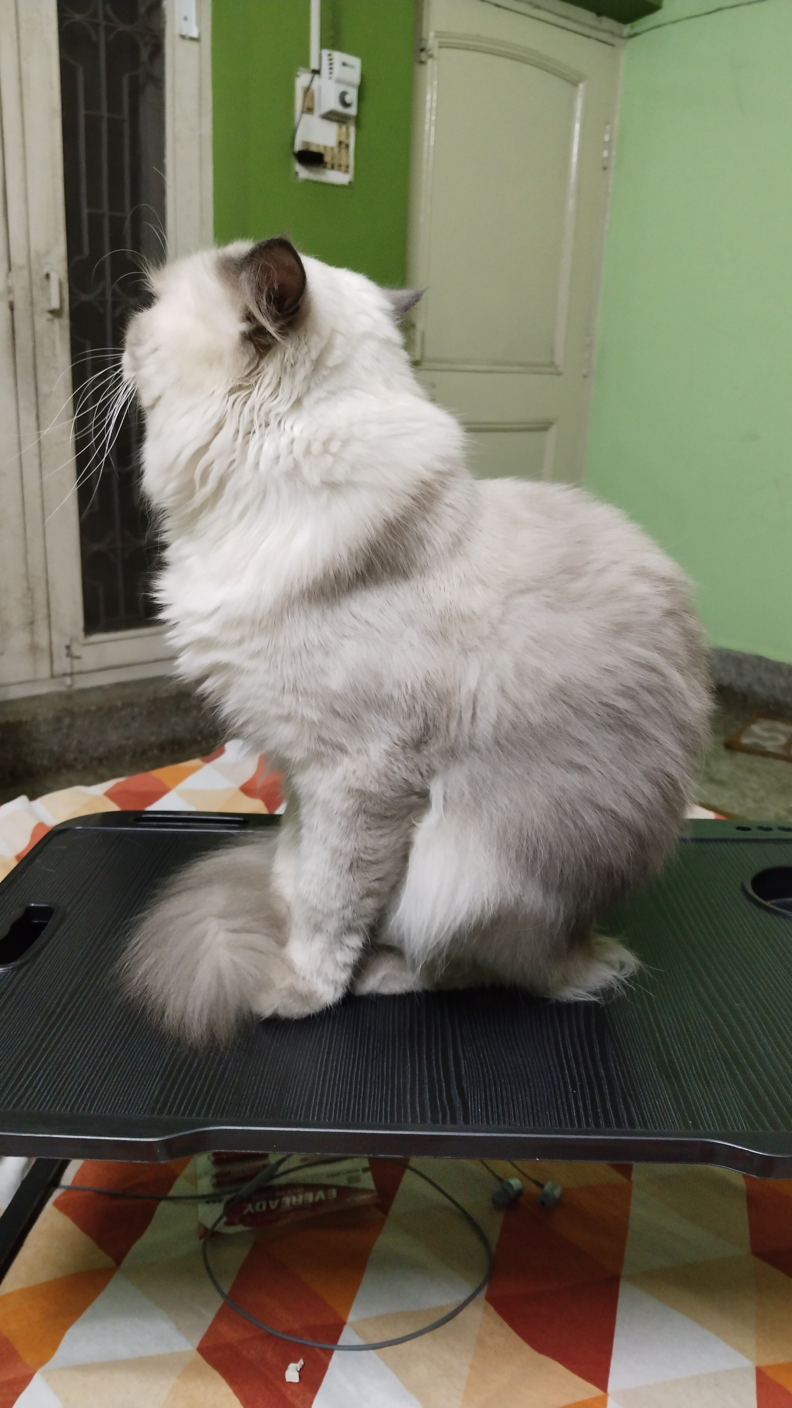 Meet My Adorable Cat Snowy!