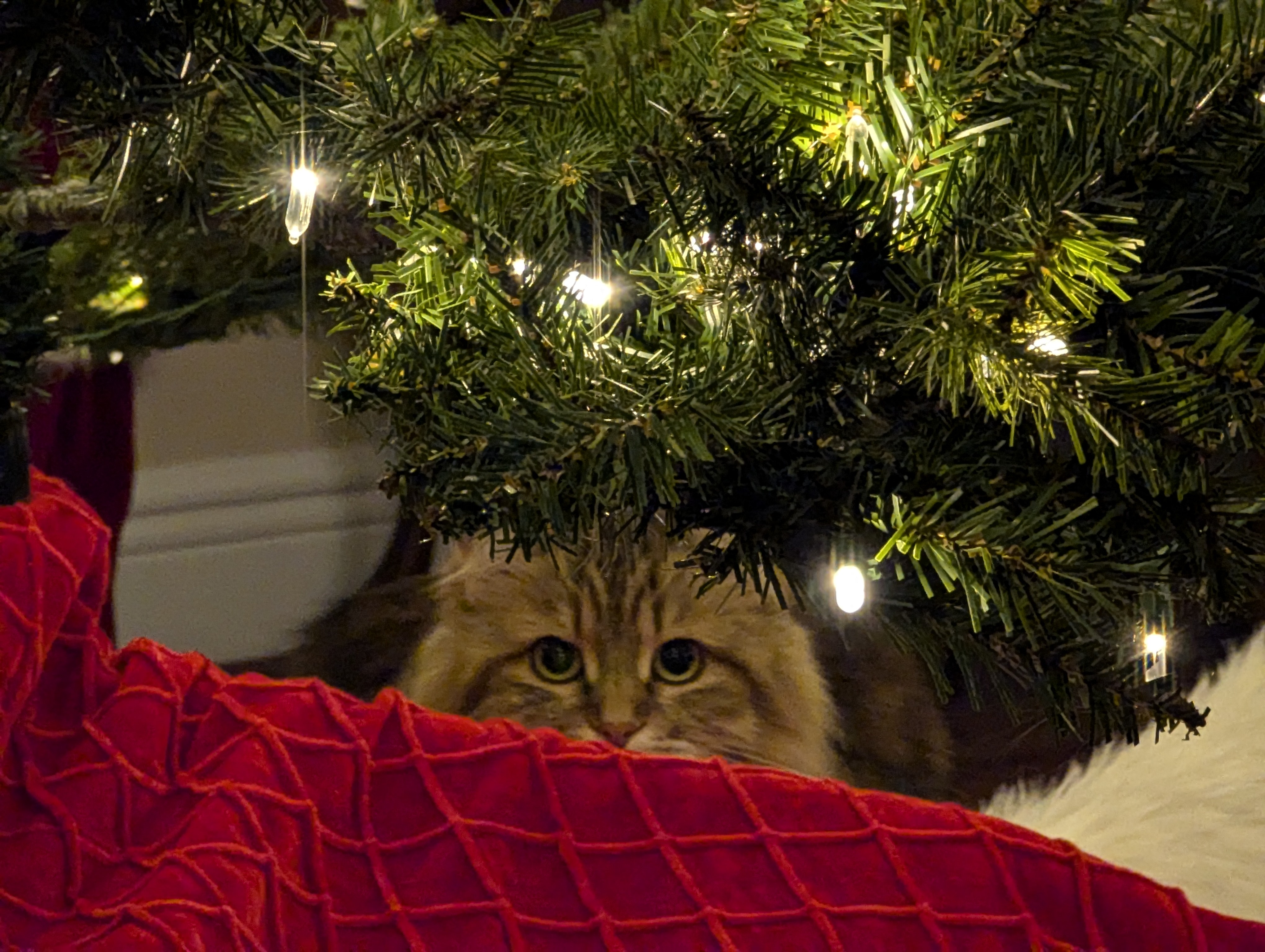 Luna the Cat Sneaking Under the Christmas Tree