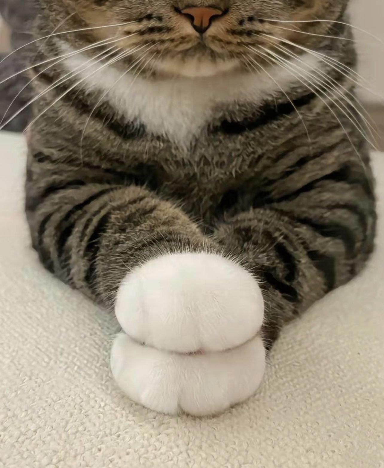 Adorable Paws: A Heartwarming Moment