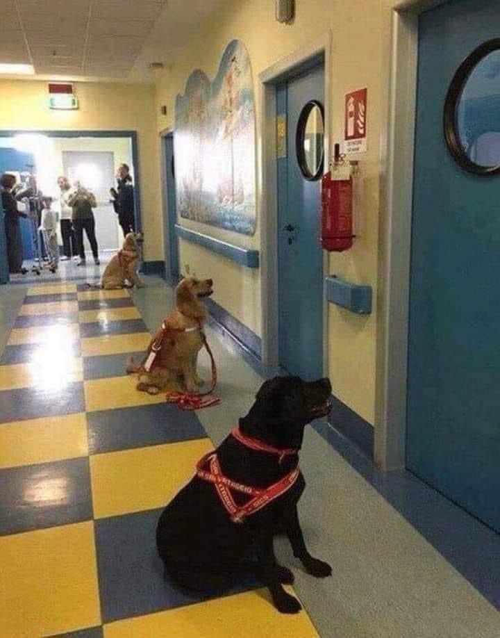 Dogs patiently waiting to comfort their little humans