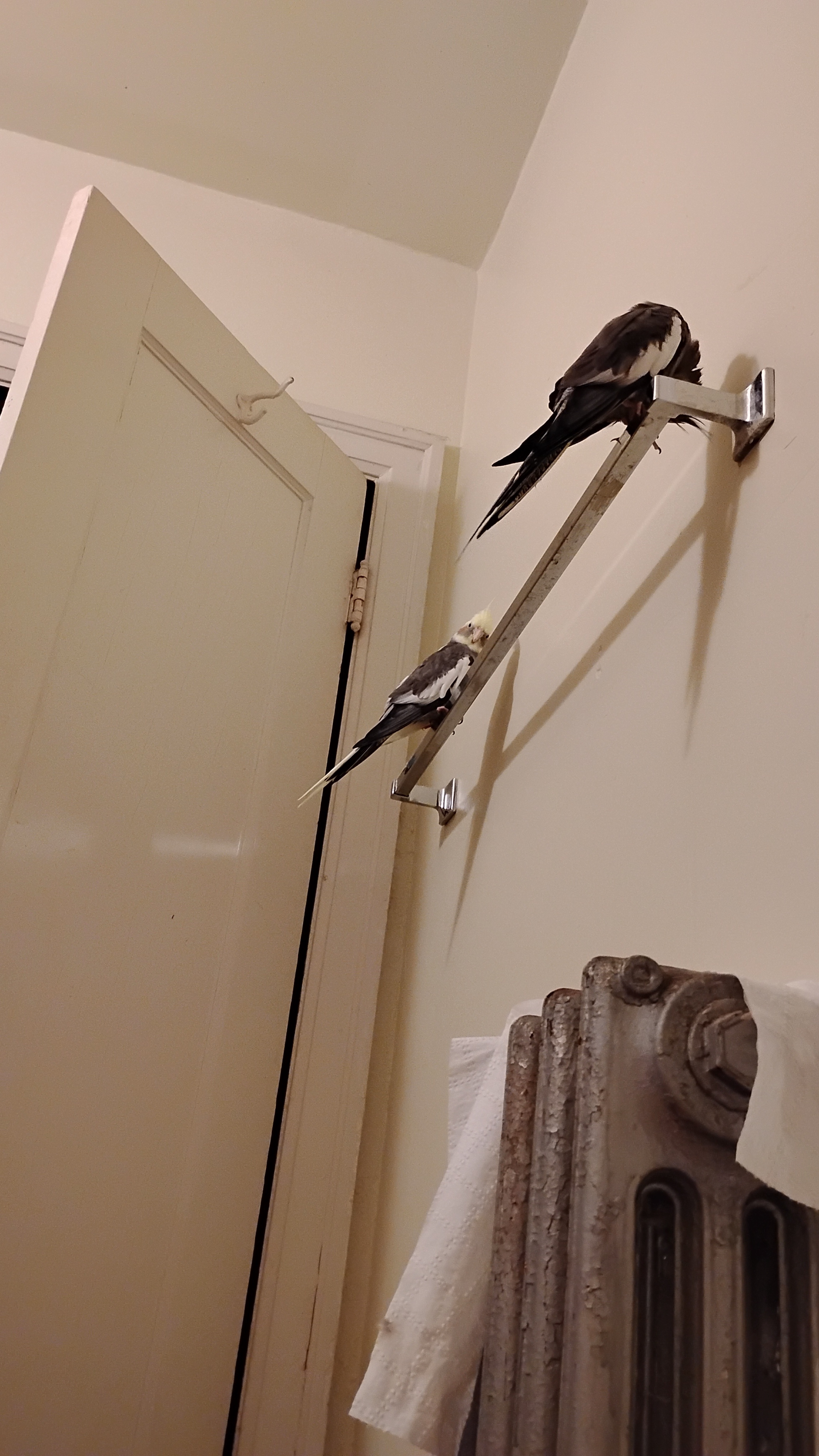 Adventures of Birds: Bath Time and Beyond!