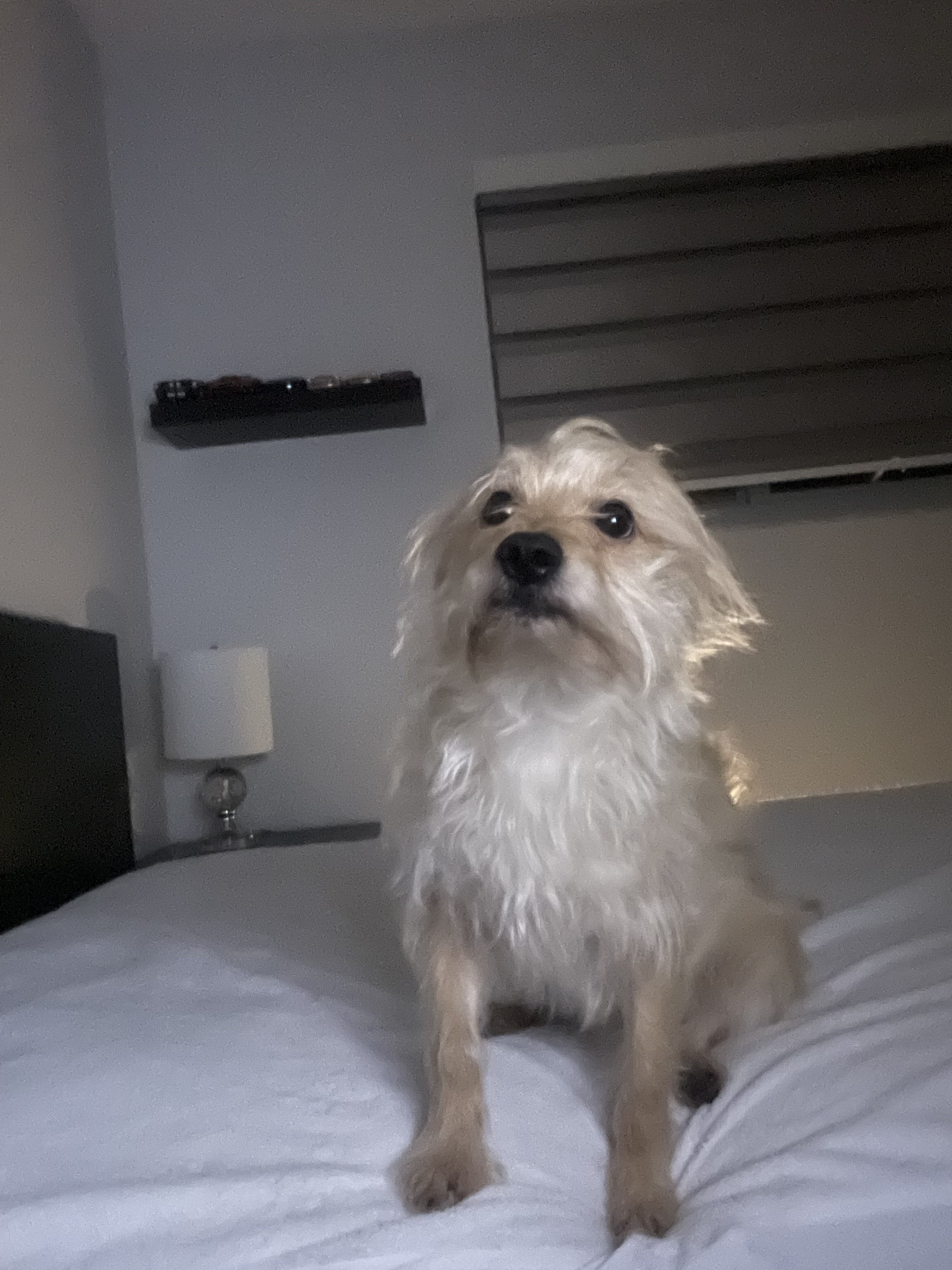 The Mysterious Weegee