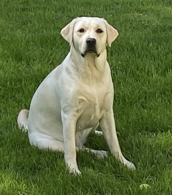 Meet Bogarie Arran Labrador: The Charismatic Islay