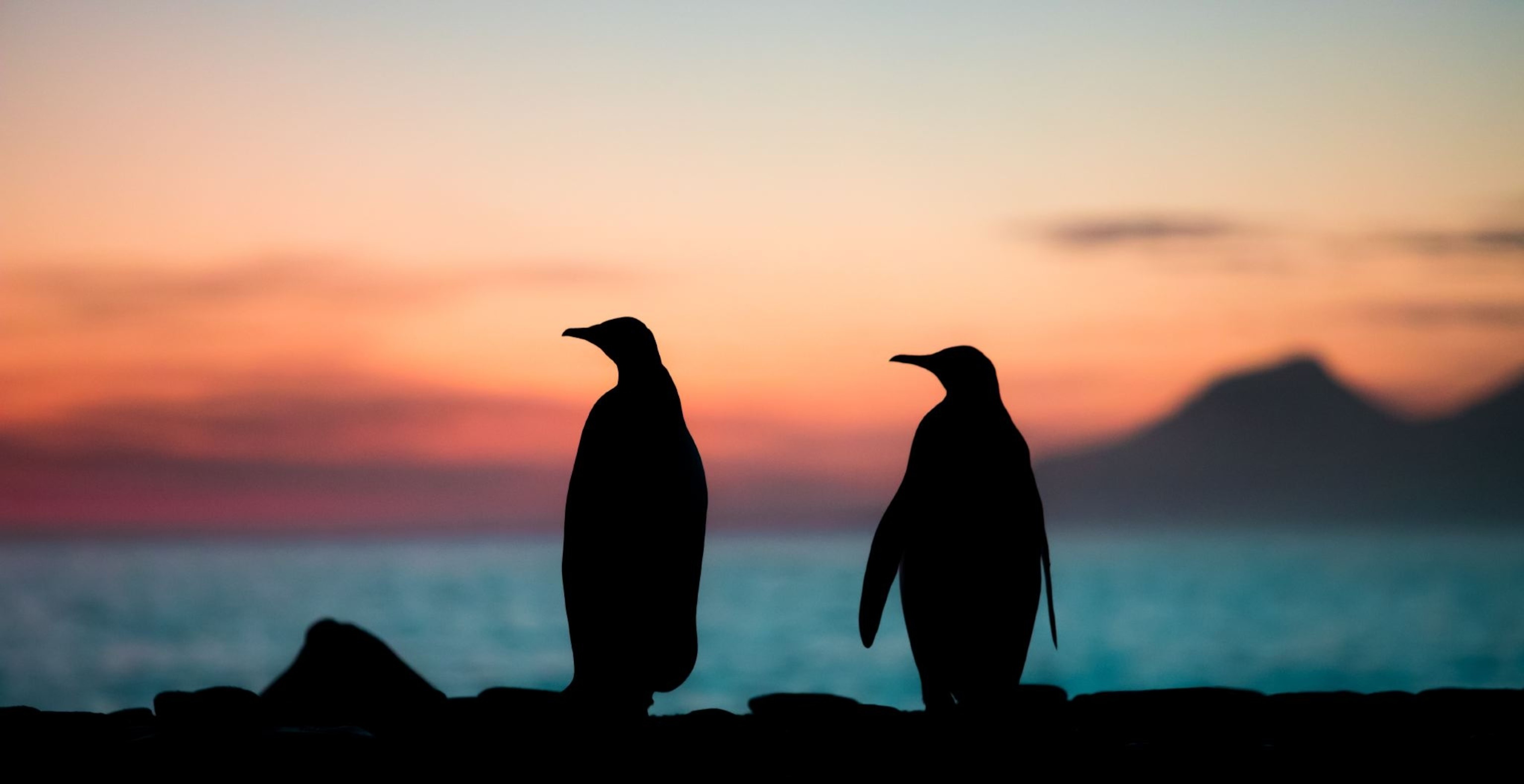Majestic King Penguins: Nature's Adorable Monarchs