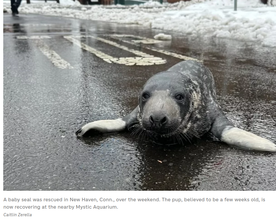 The Curious Case of the Baby Seal Crossing the Road