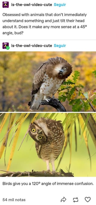 Puppies, Cats, and Owls: Oh My! A Whimsical Animal Parade