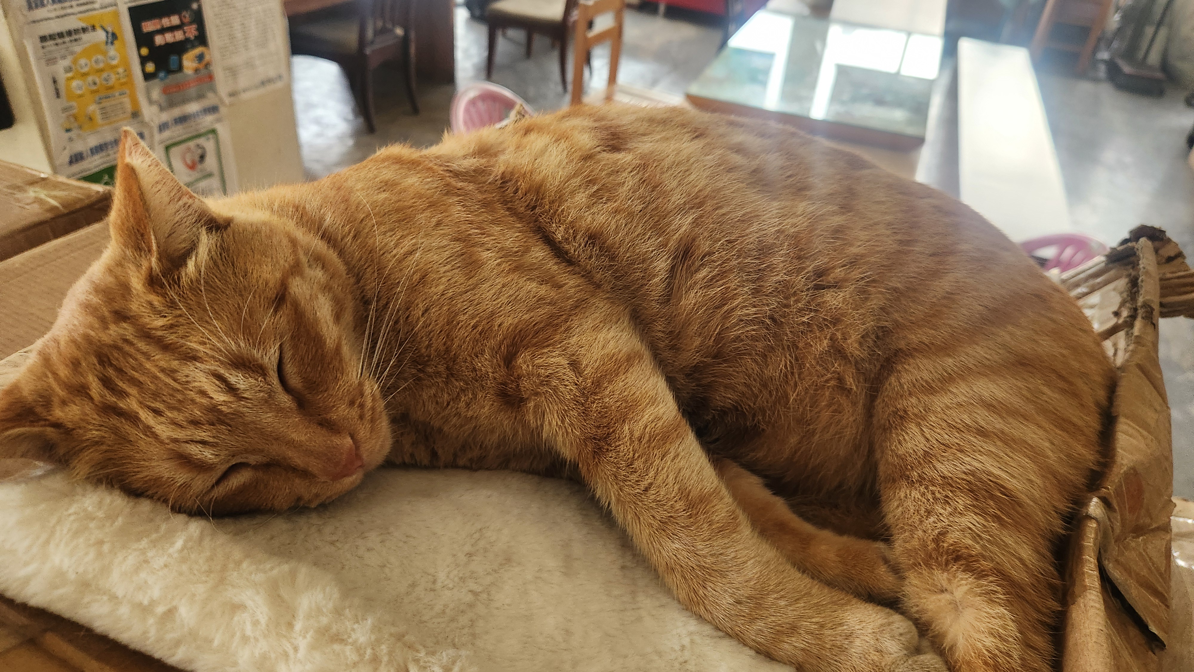 Still snoozing into the New Year!