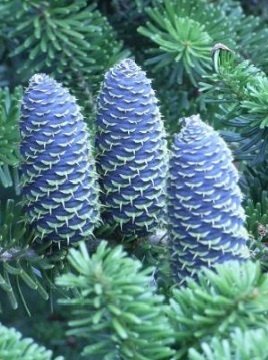 The Enigmatic Blue Pinecones