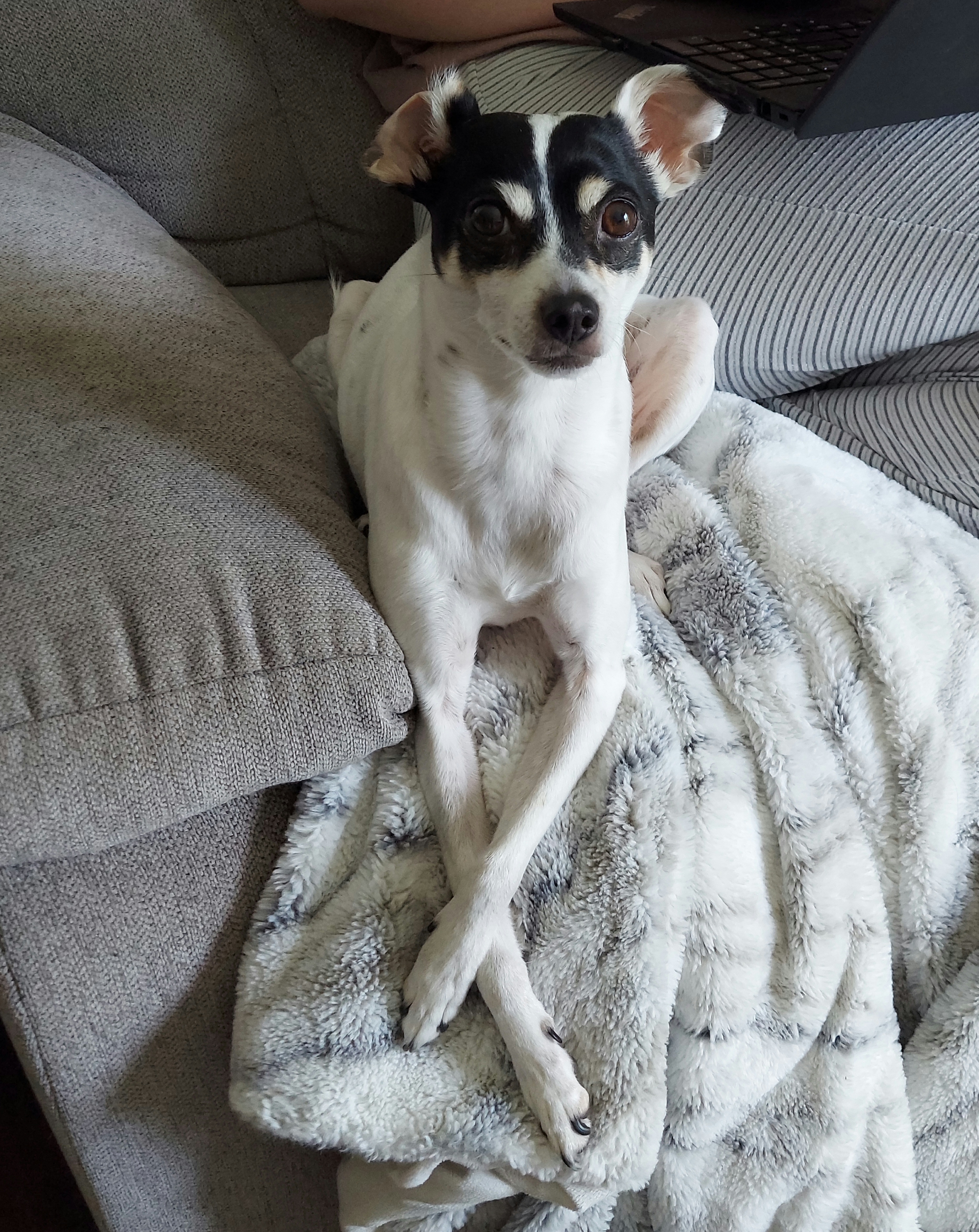 Can You Guess My Breed? Let's Find Out!