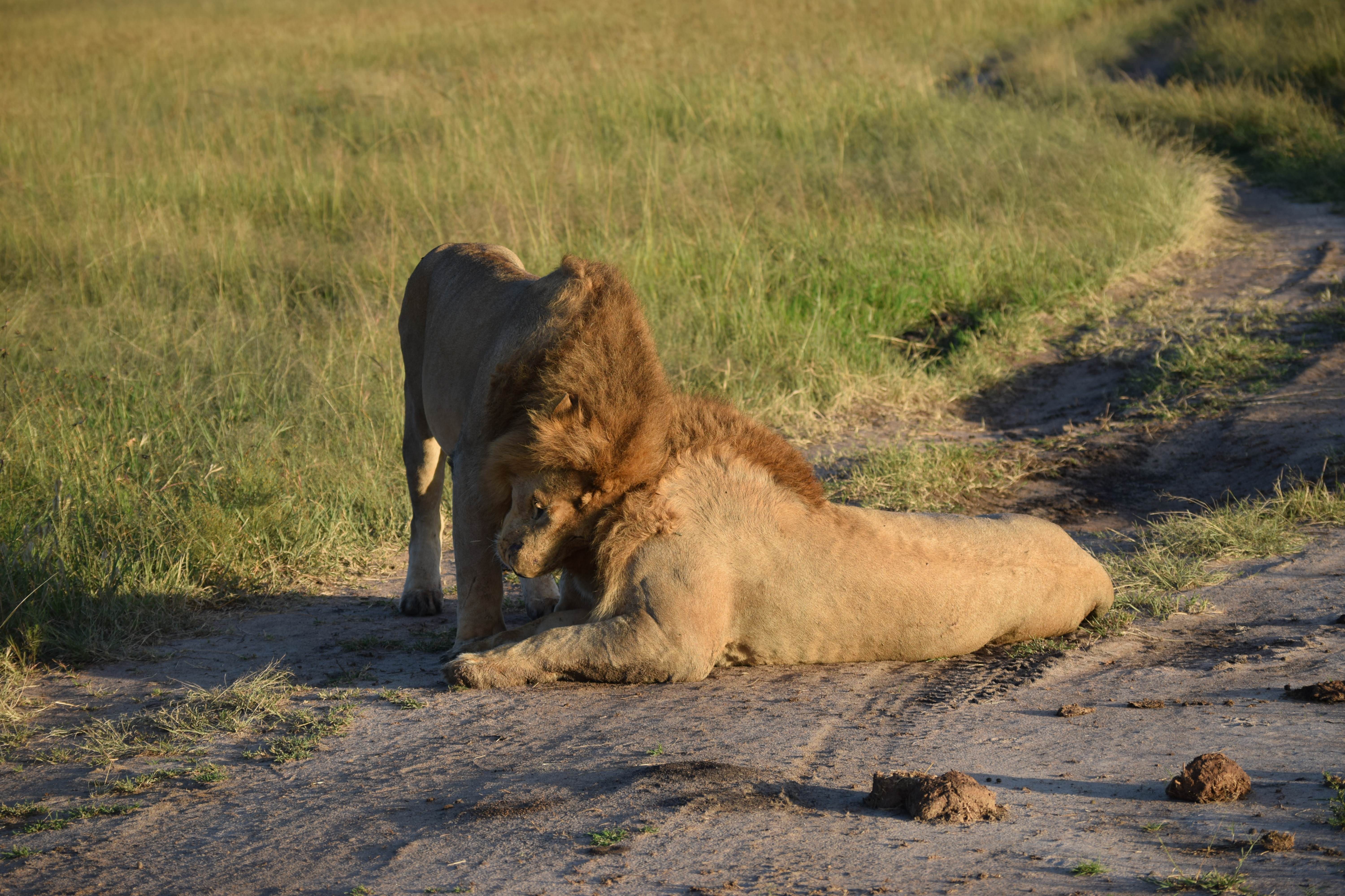 Epic Lion Headbutt Moment