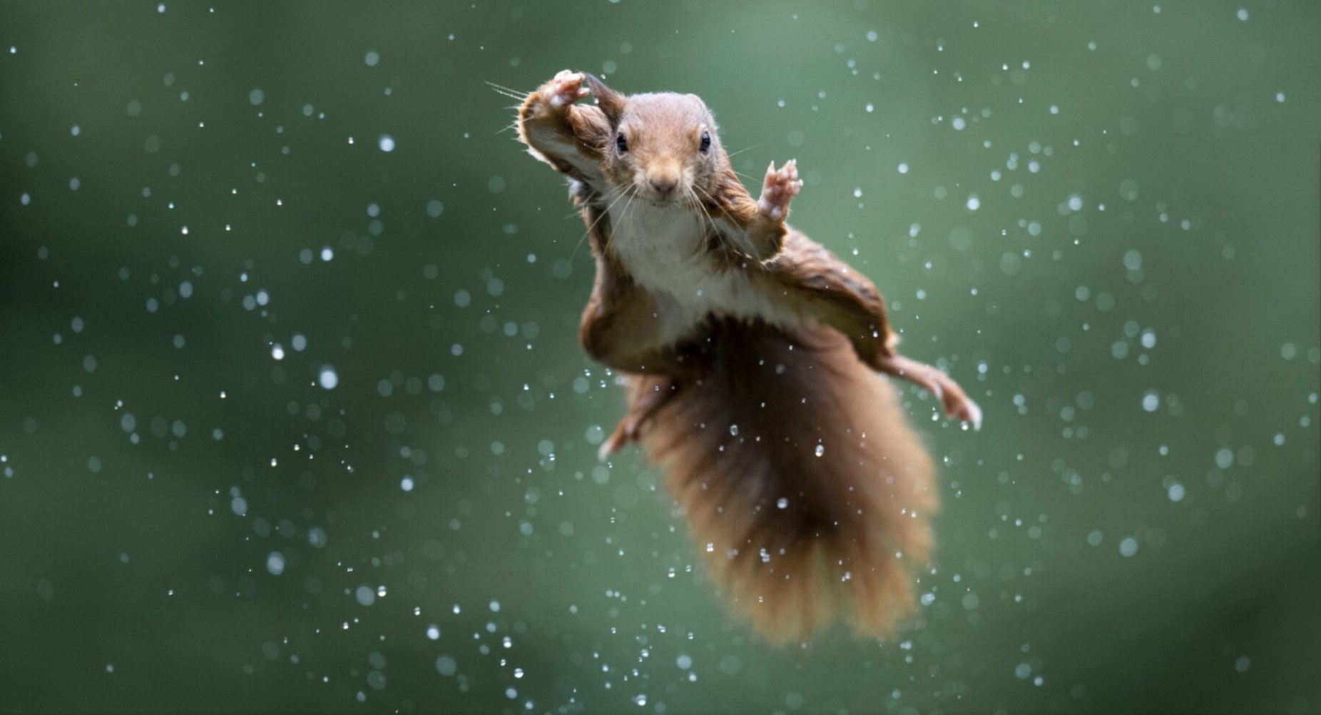 Time to Go Wild: Let's Go Nuts!