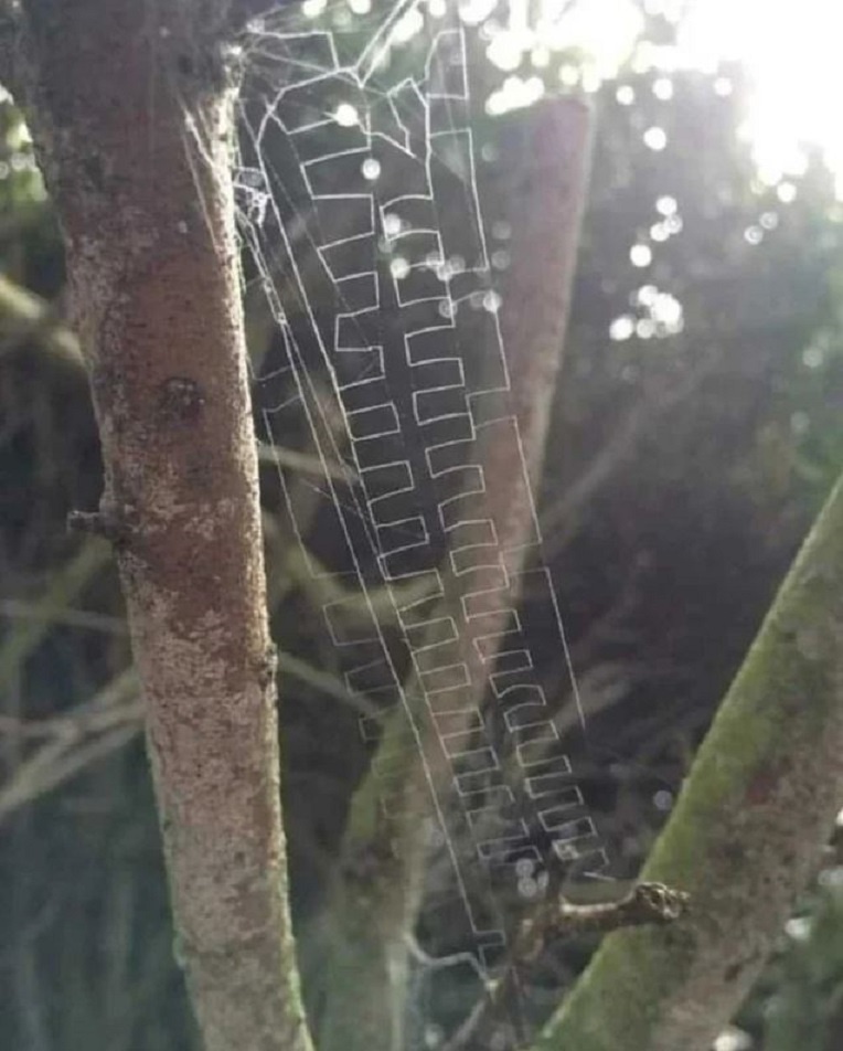 Beware the webs of Paramatachia Spiders... (Spider alert!)