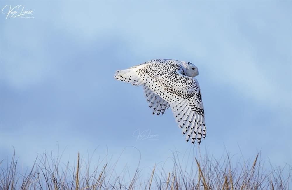 Majestic Snowy Owl in Action