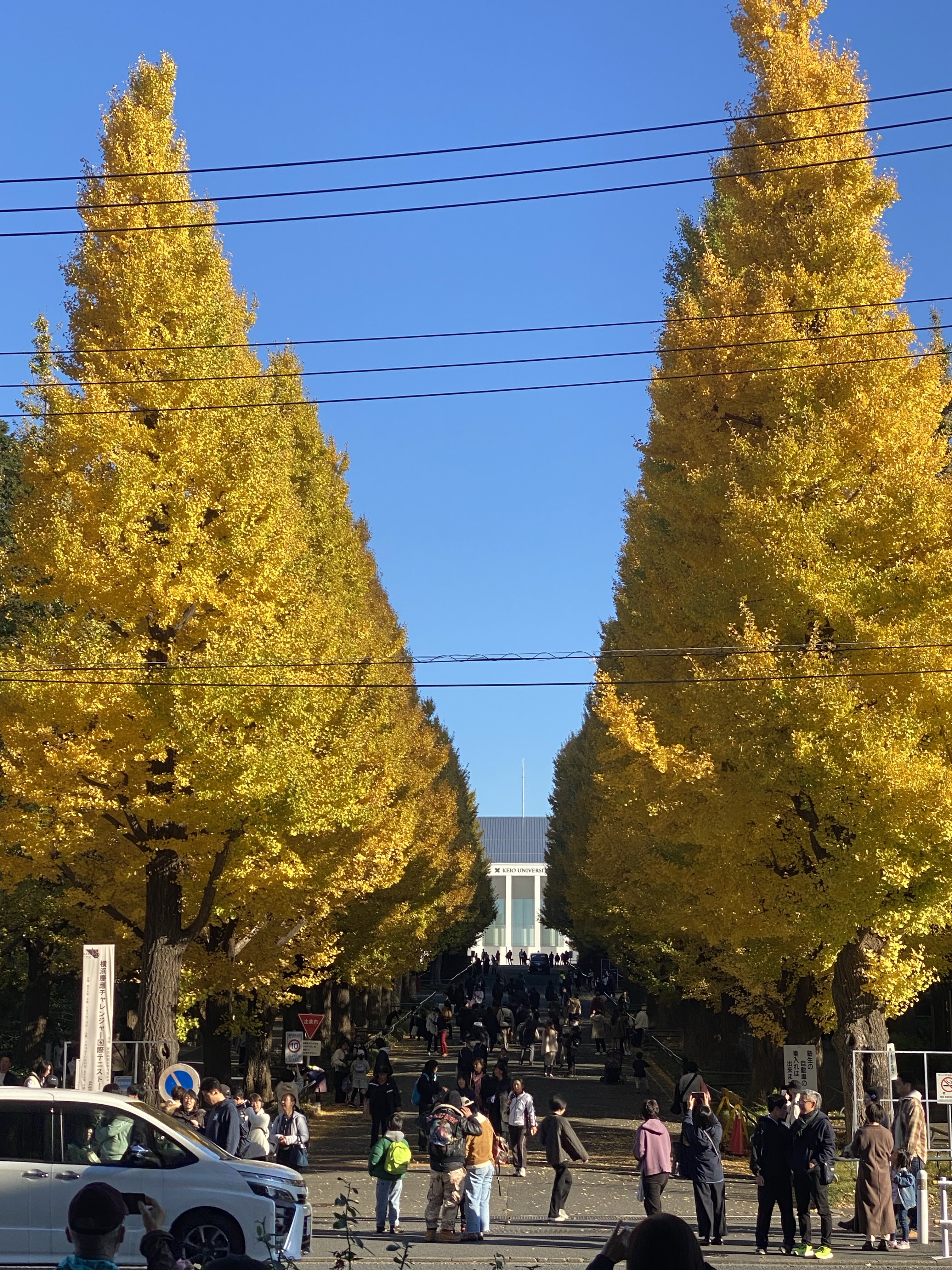 Stunning Ginkgo tree line at Keio University in Hiyoshi