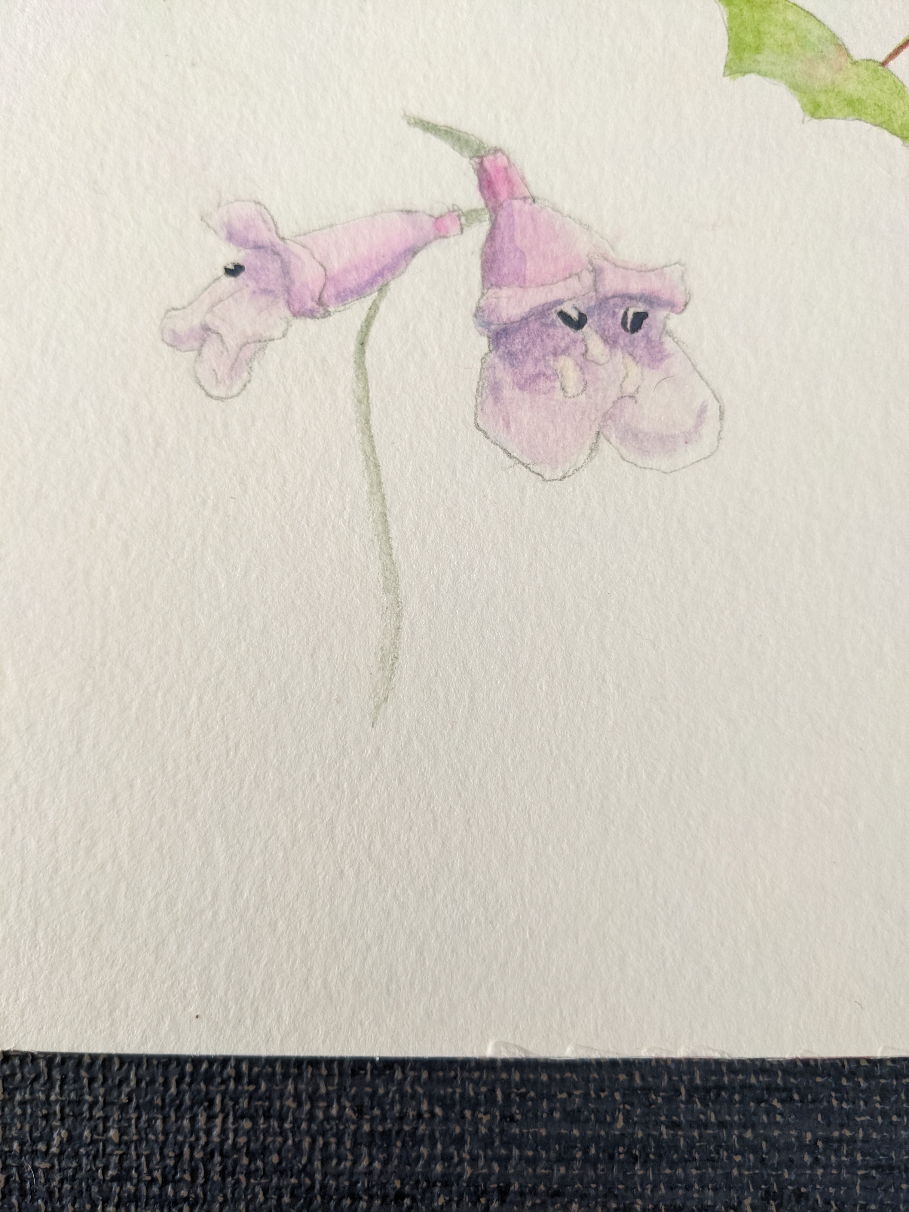 The wild side of Penstemon enthusiasts!