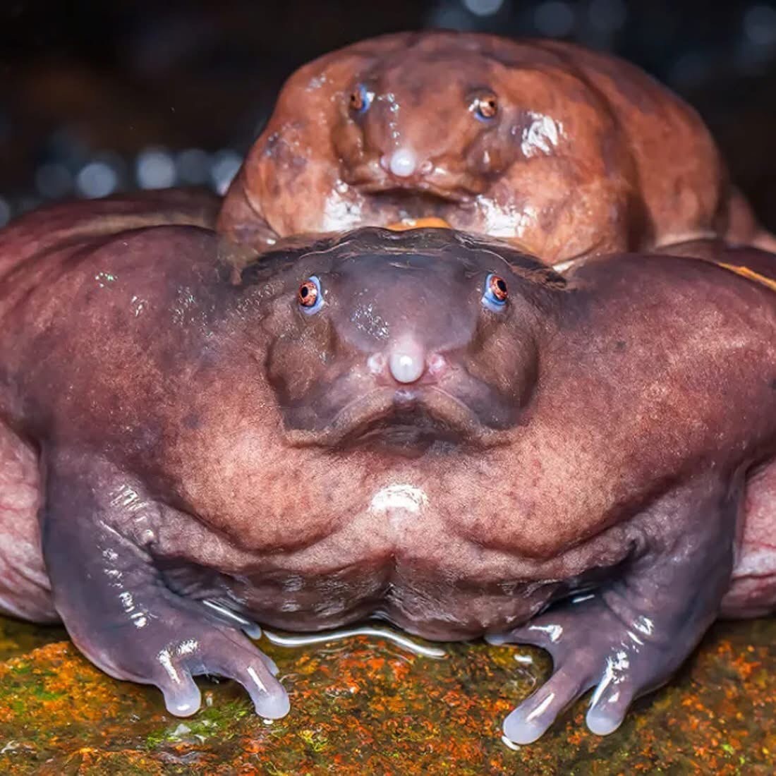 Meet the Ancient Purple Frog: A Survivor from 80 Million Years Ago