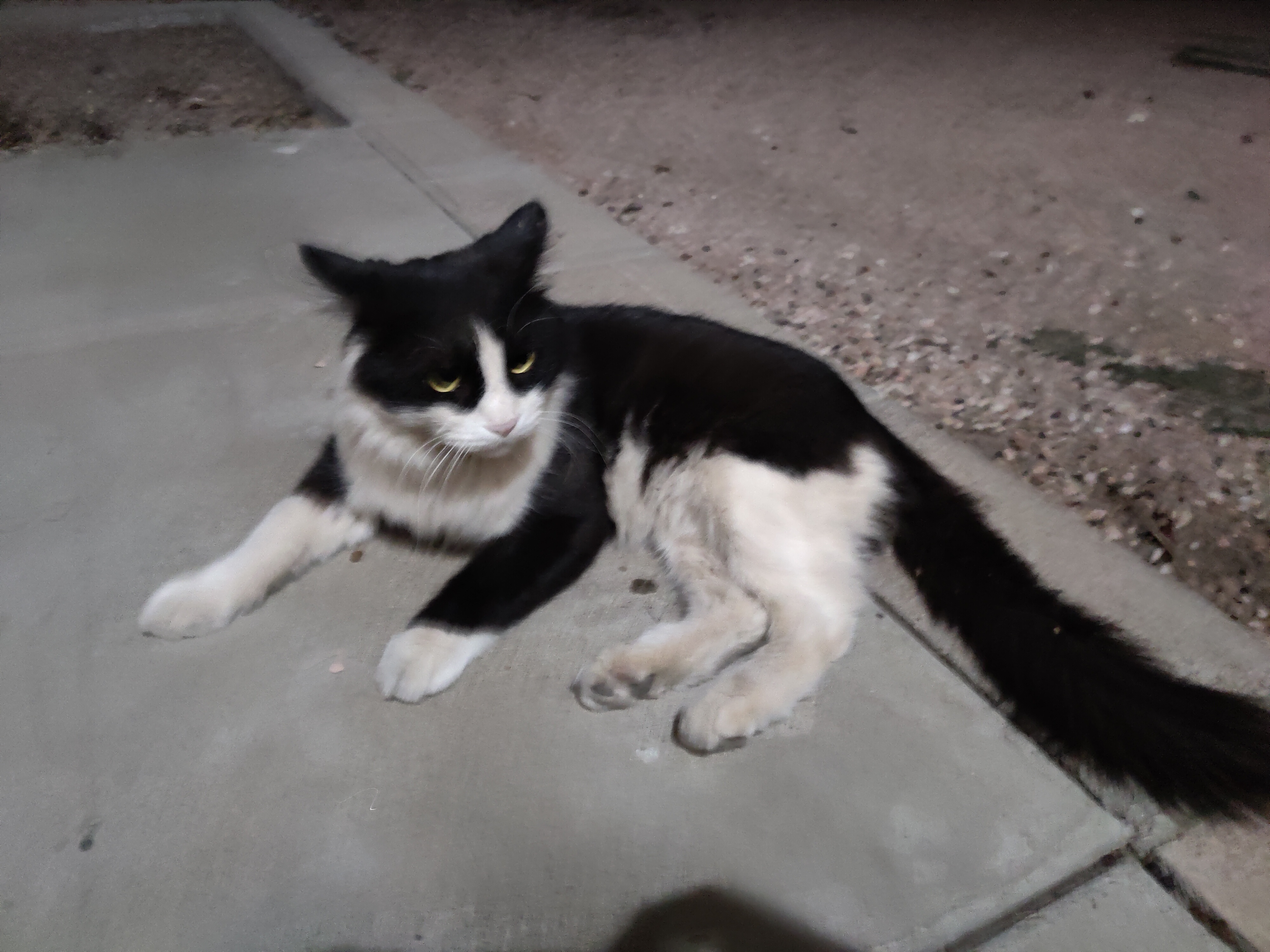 This Adorable Little Guy is Searching for His Forever Home