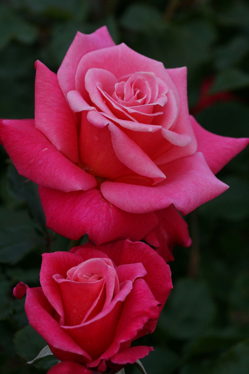 A Glimpse of May 2013 at Keisei Rose Garden