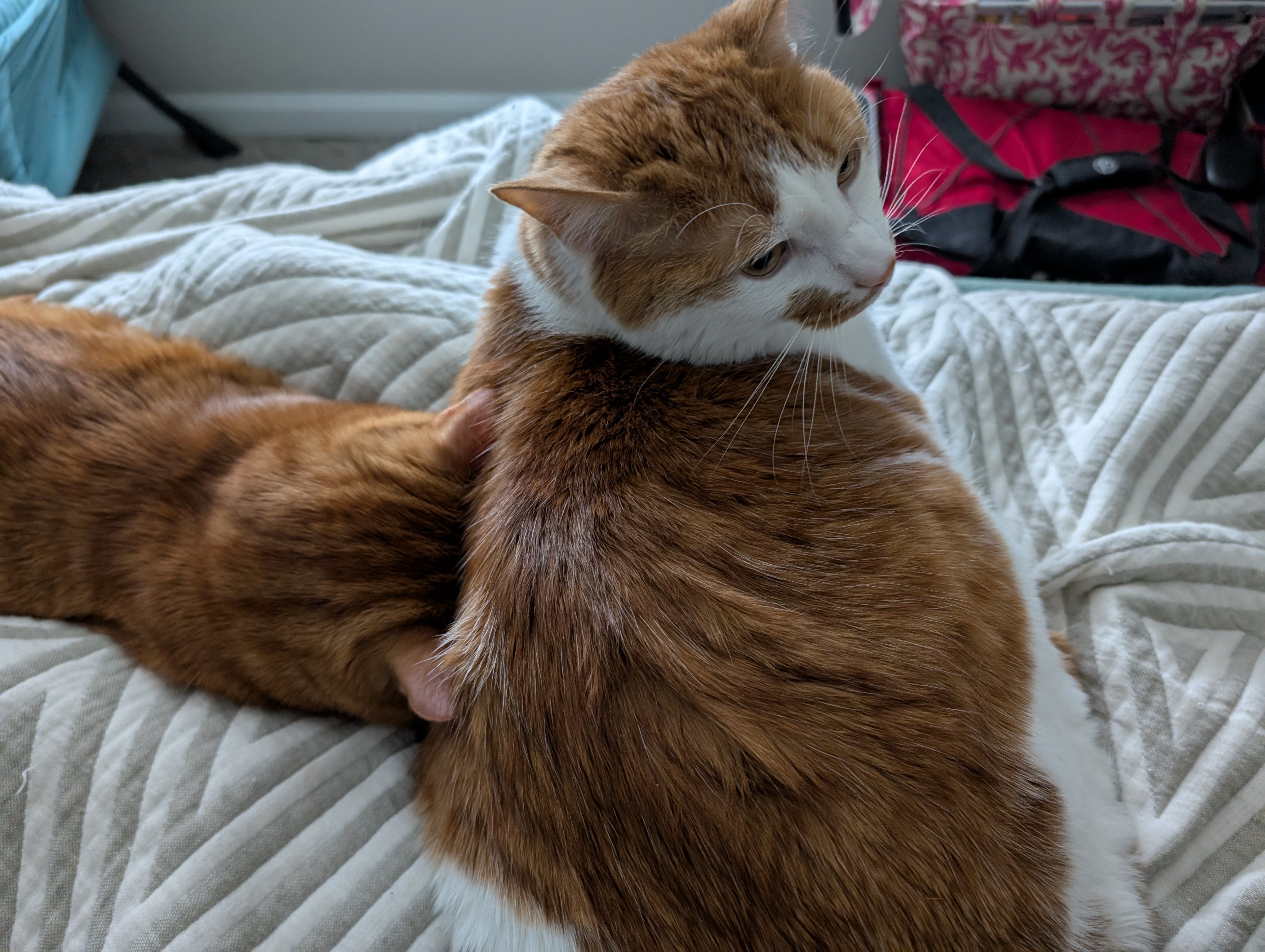 Frax's Reluctance to Face the Day: A Mood We Can All Relate To