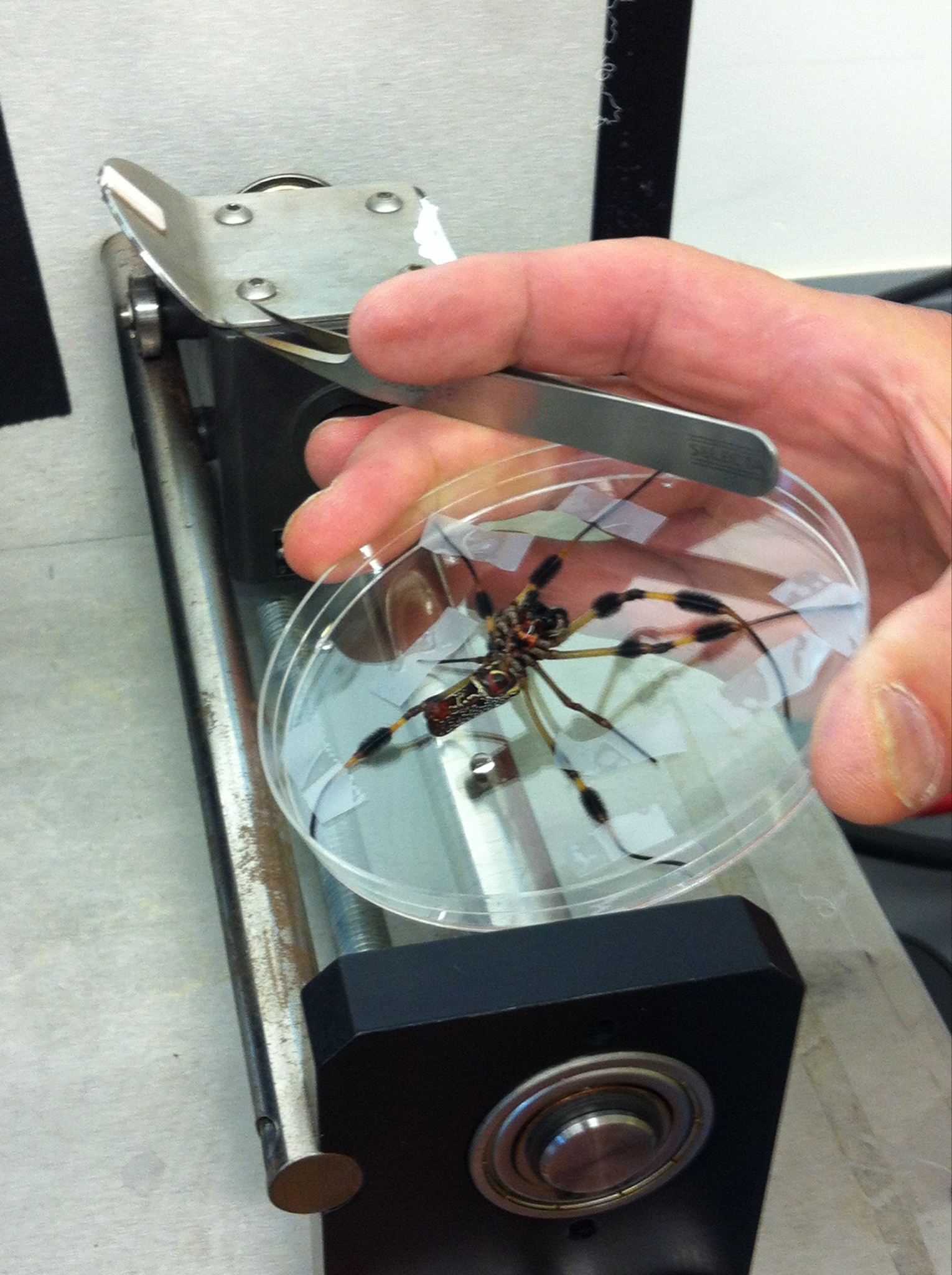 The Art of Spider Silking: A Closer Look