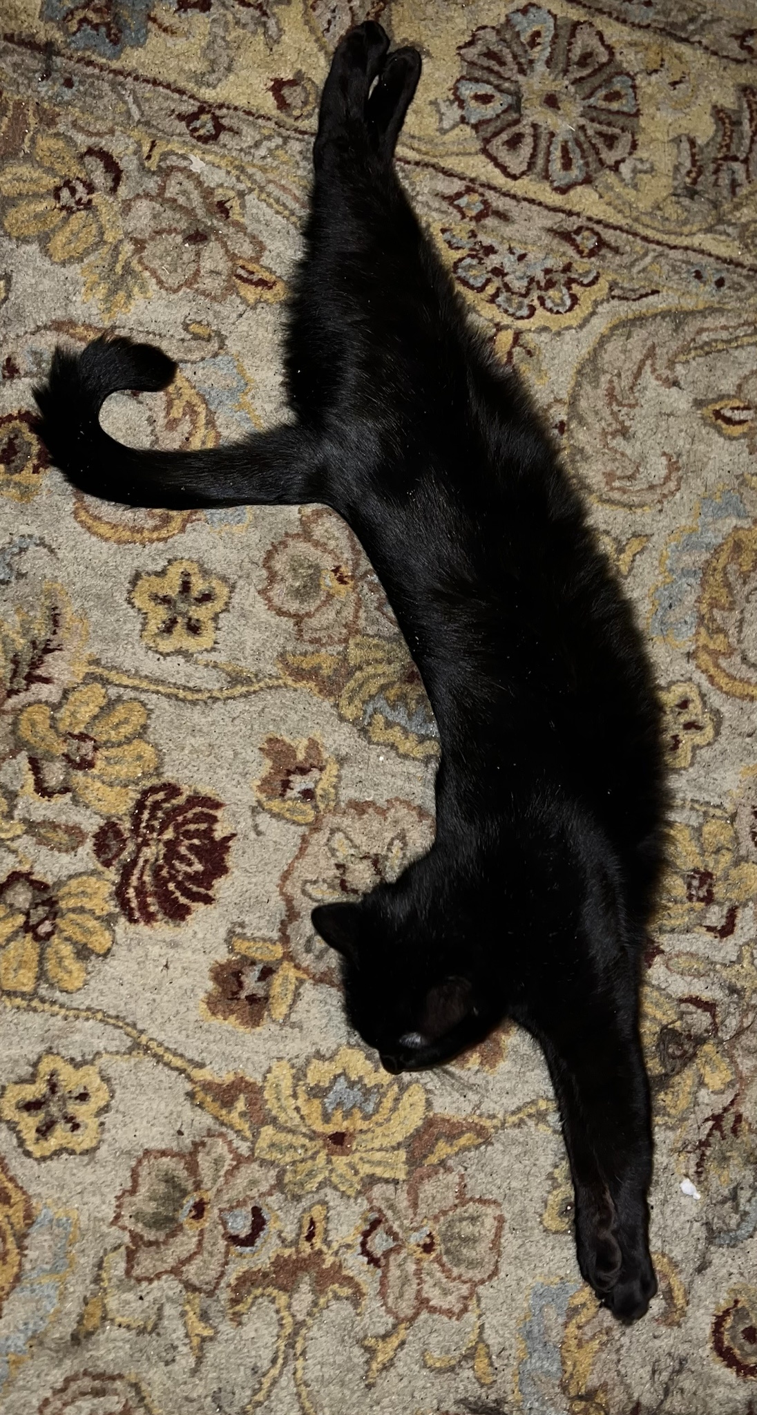 Tirpitz Perfecting Her Yoga Poses