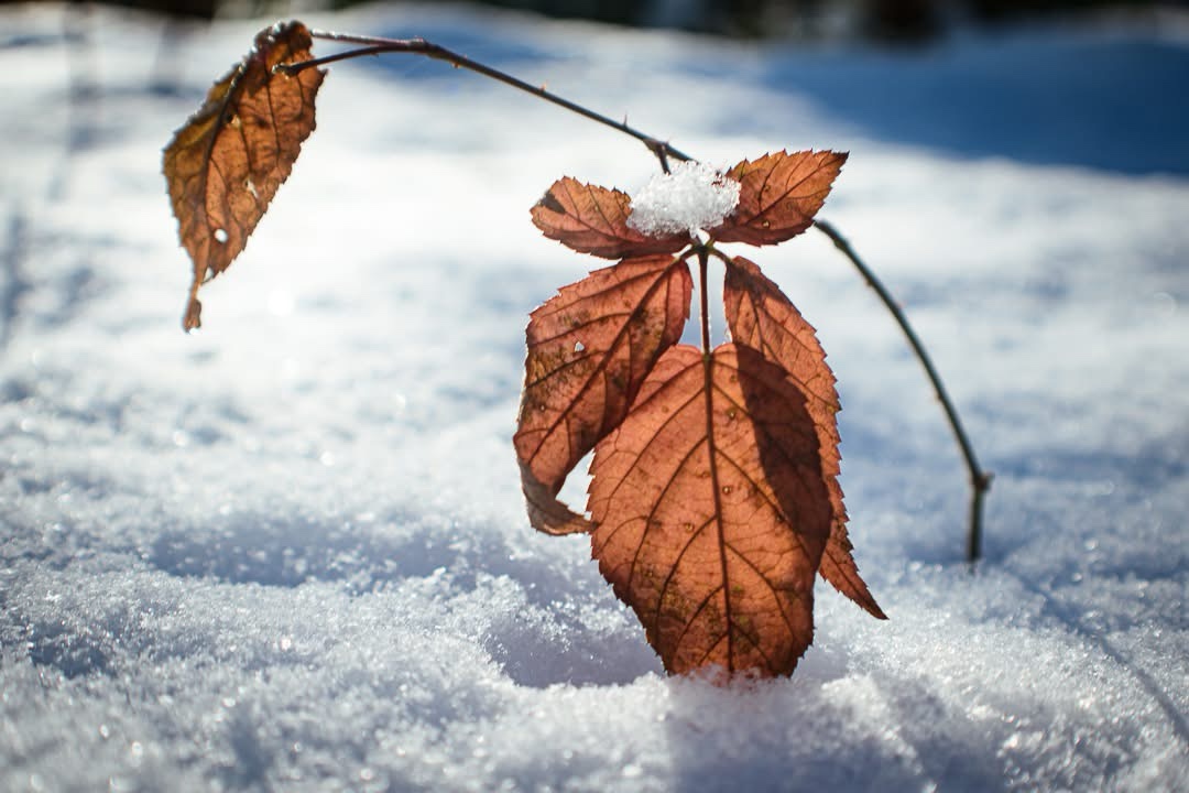 The beauty of leaves in all their glory.