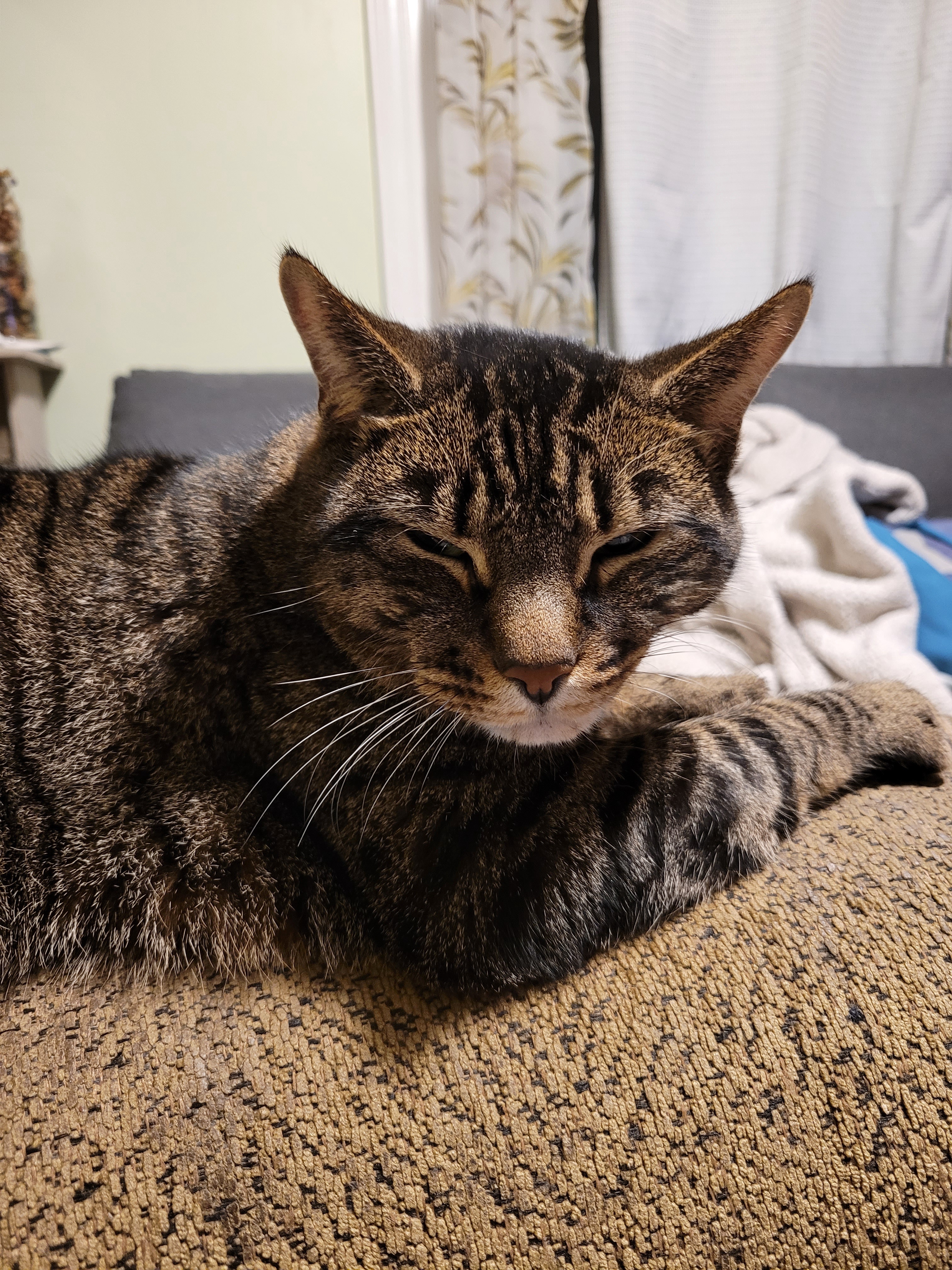 Celebrating Cake Day with a Cat Tax!