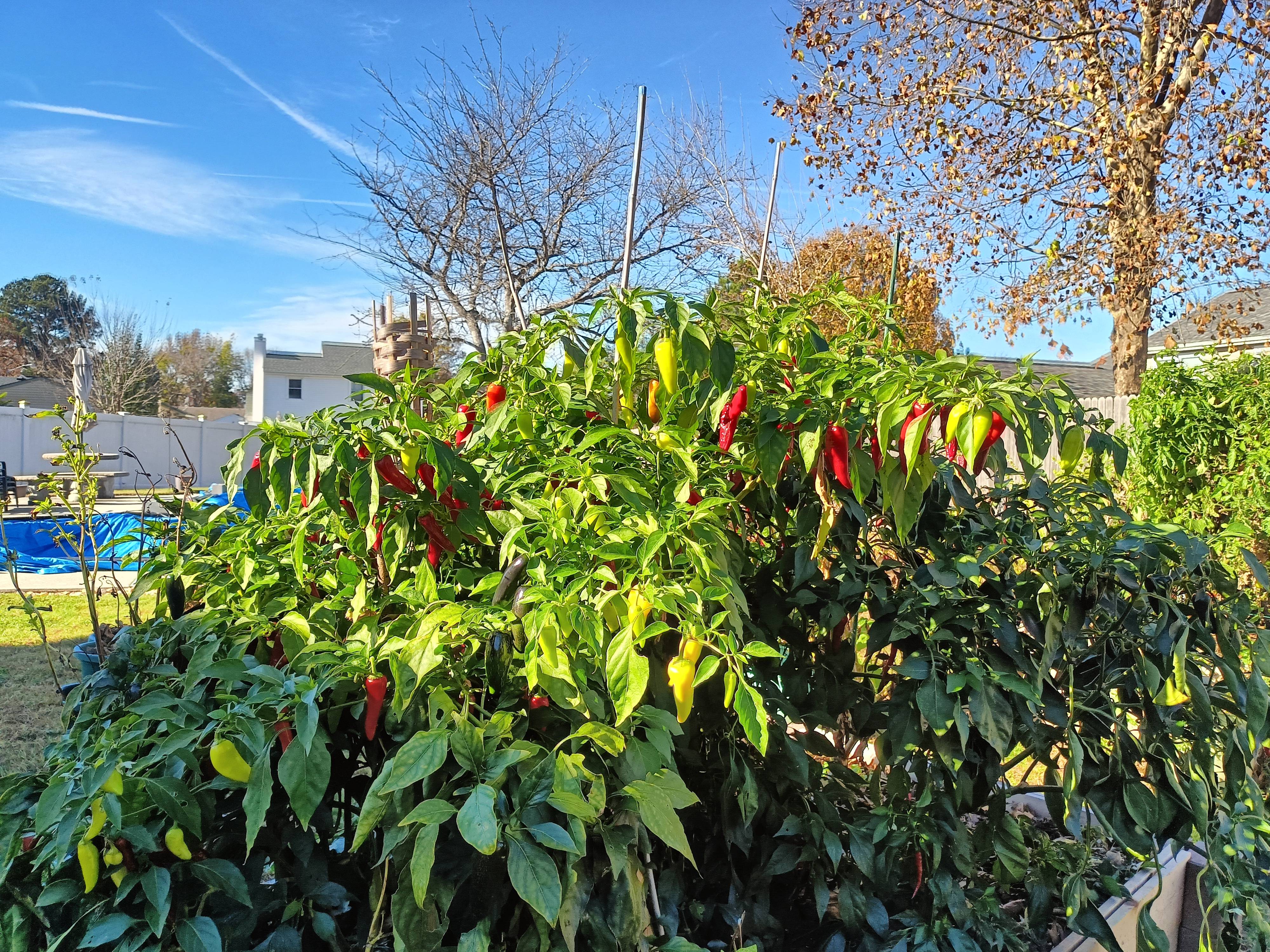 This year’s banana peppers didn’t make the harvest, but watching them change colors has been a delight!
