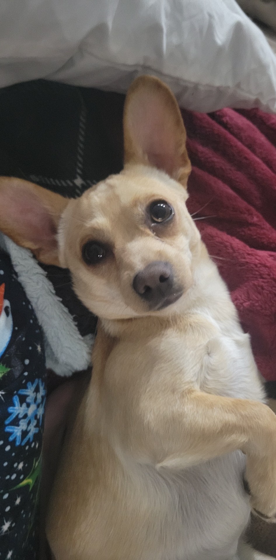 Chihuahua Love: The Smallest Dogs with the Biggest Hearts