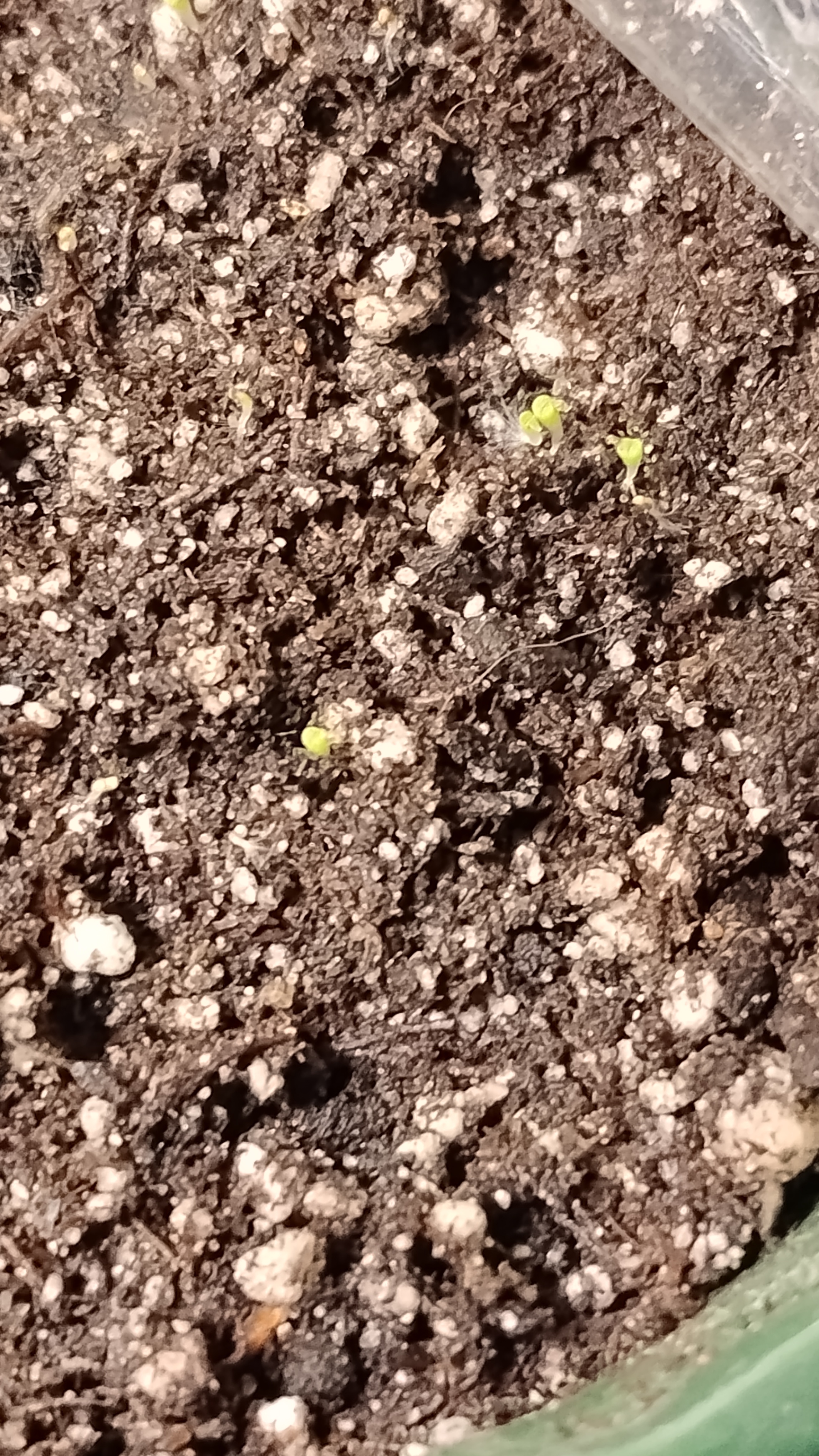 The Delicate Beauty of Lithops Seedlings