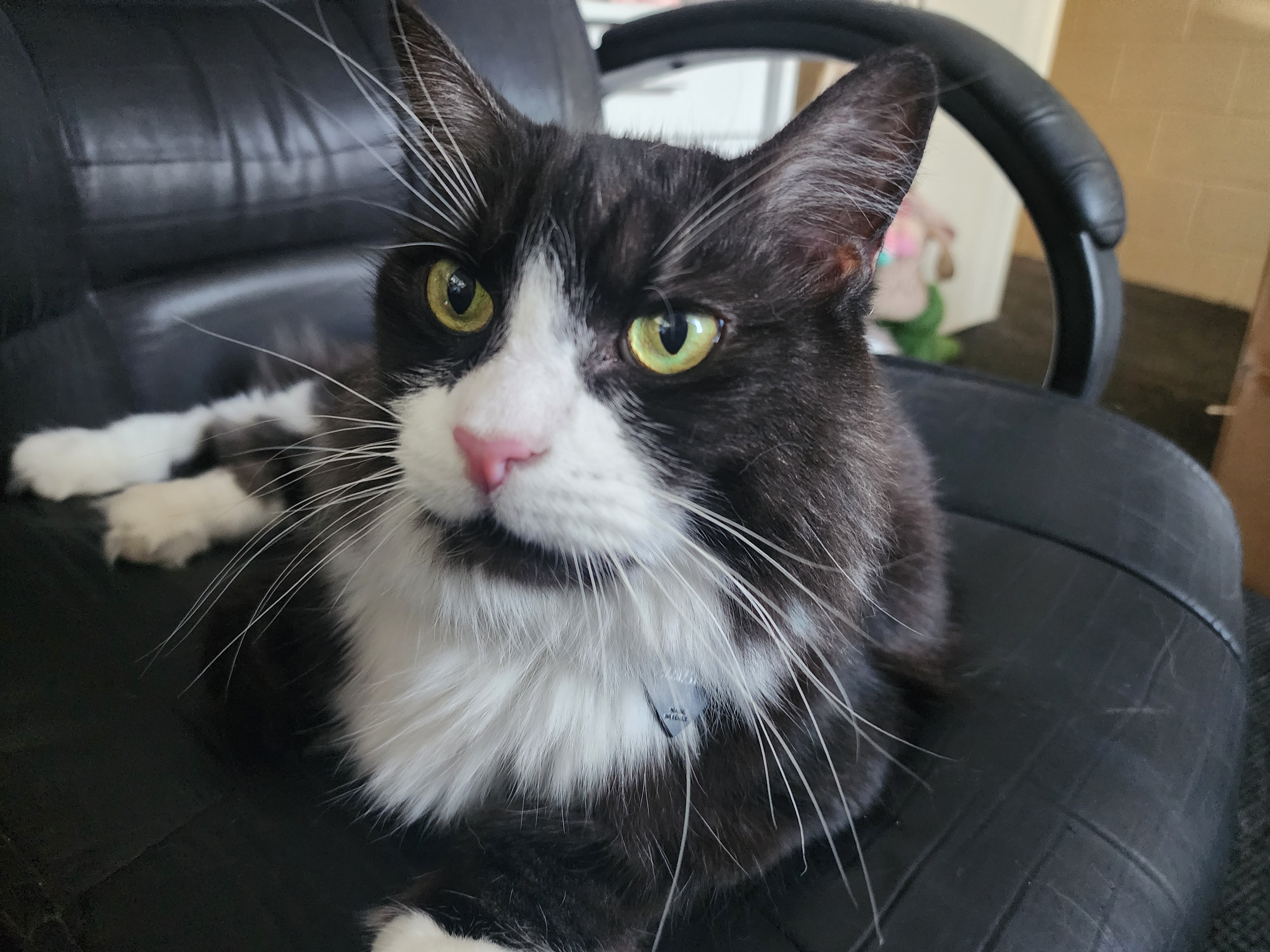 Meet the Serious Gorl!