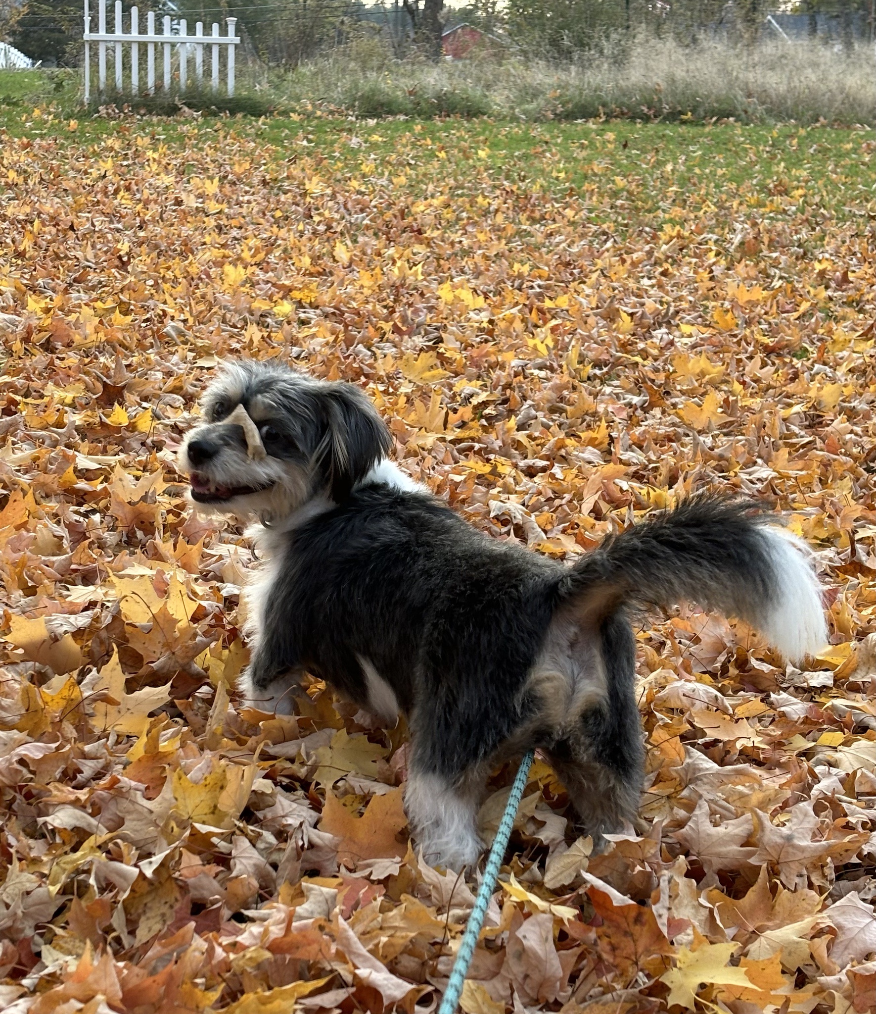 Rigby Ragazzo's Adventures Today