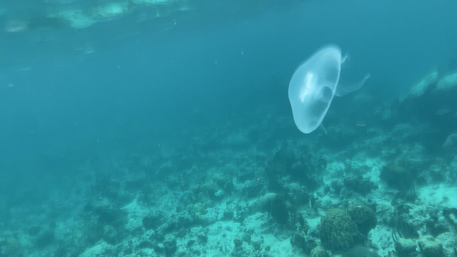 The mesmerizing beauty of jellyfish