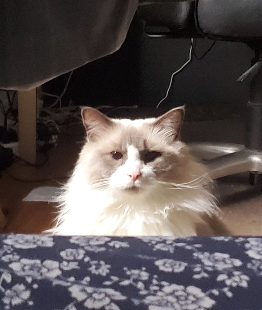 Waking Up to the Stare of Tom's Mischievous Twin...