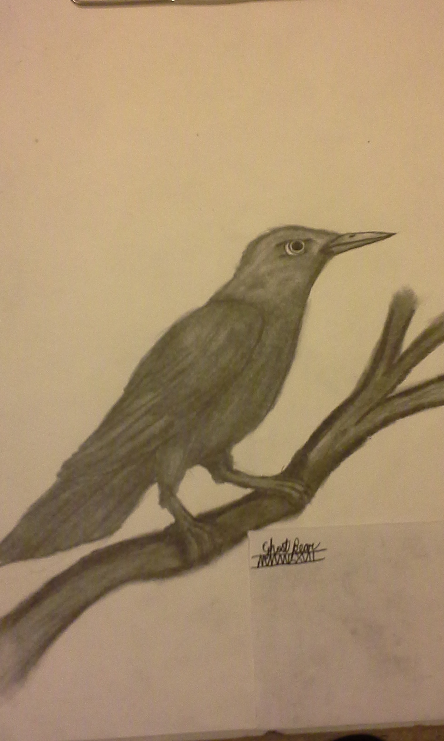 I love sketching birds in pencil as gifts, so I cleverly replaced my real signature with my online alias.