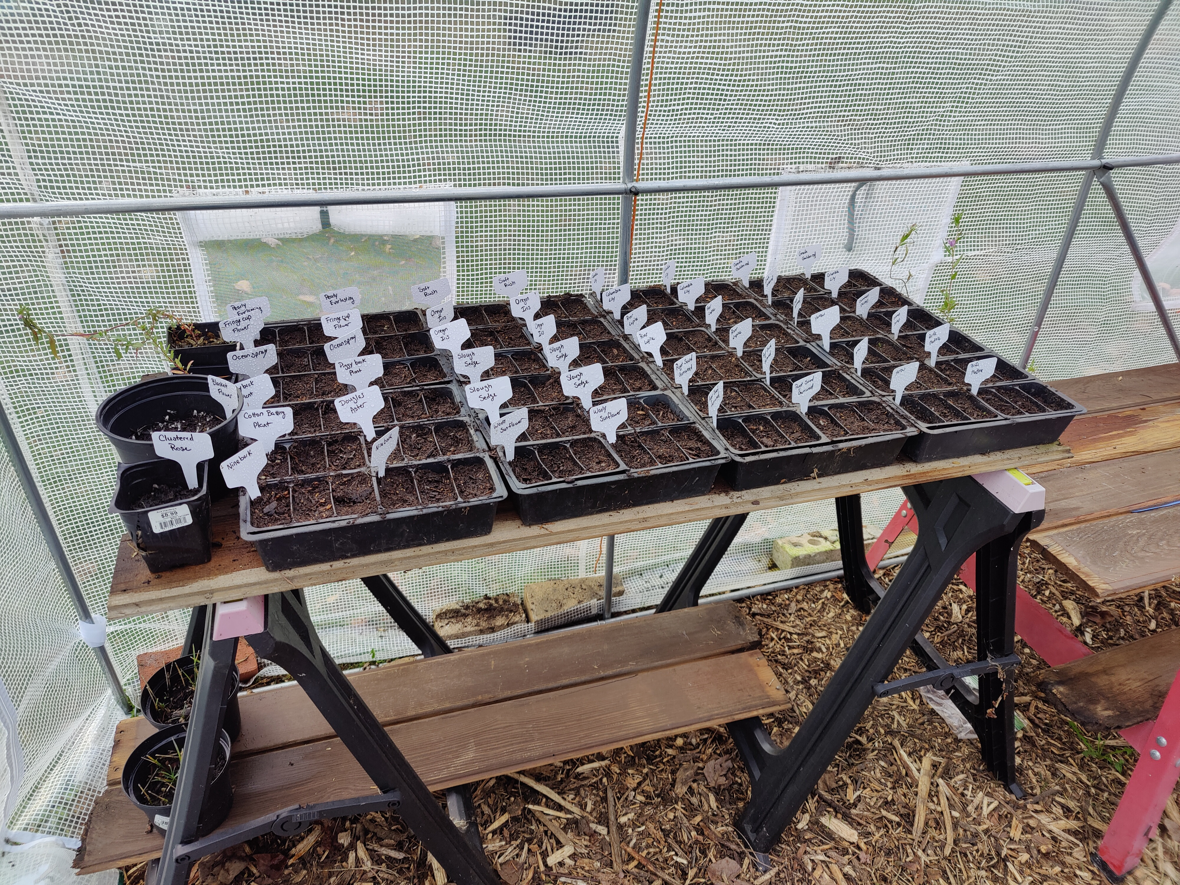 New life sprouting in the greenhouse.