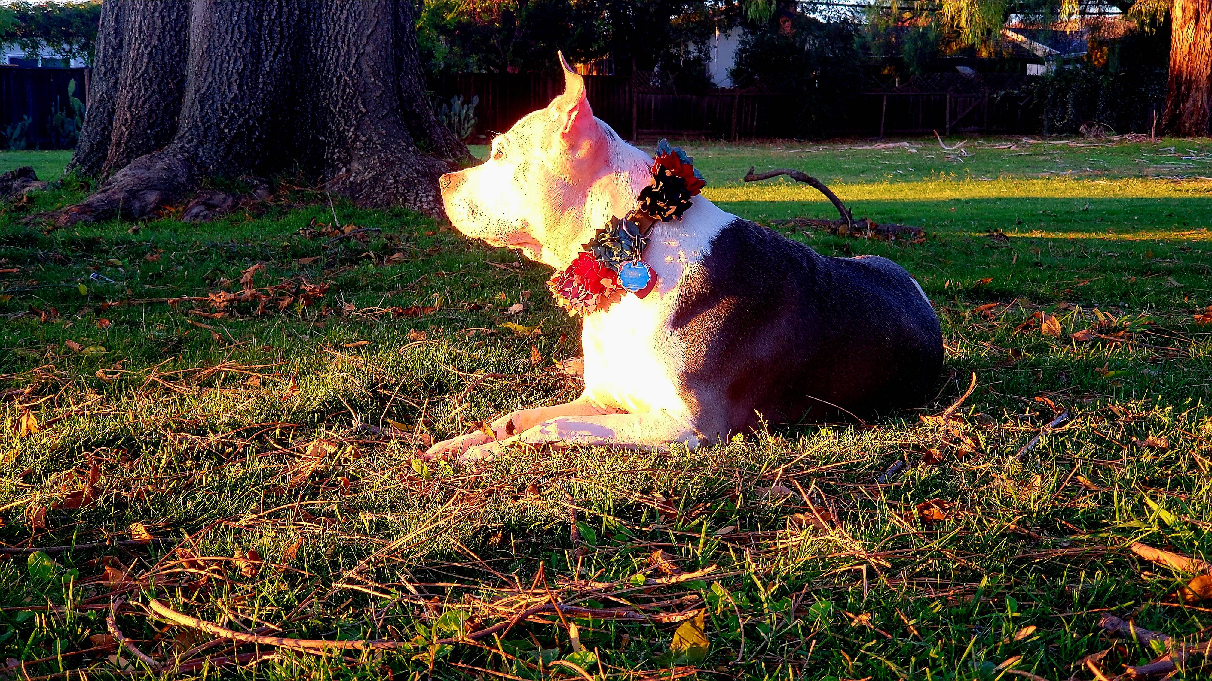My Little Girl Relishing the Beauty of the Sunset