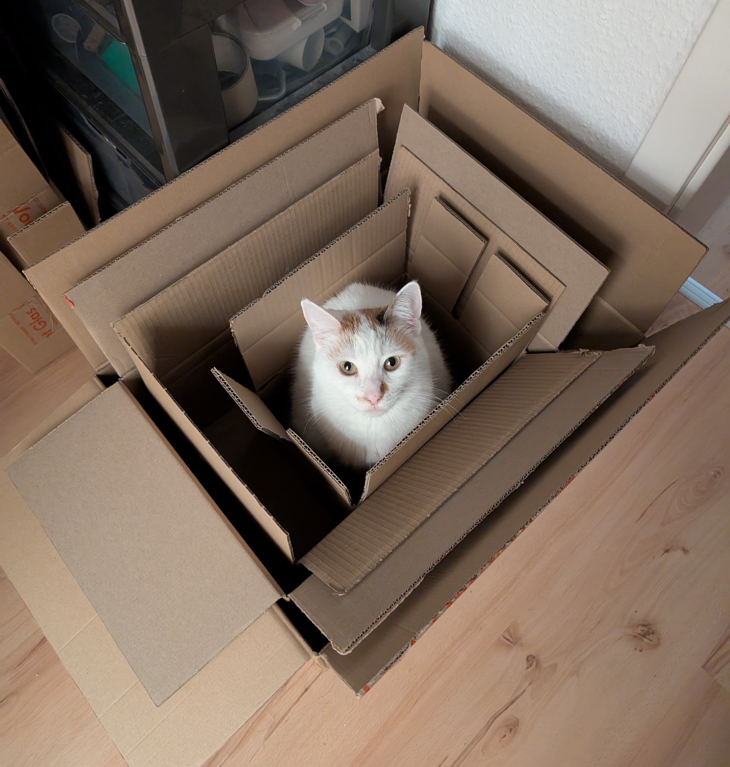 A Cat's Infinite Journey: Box Within a Box Within a Box