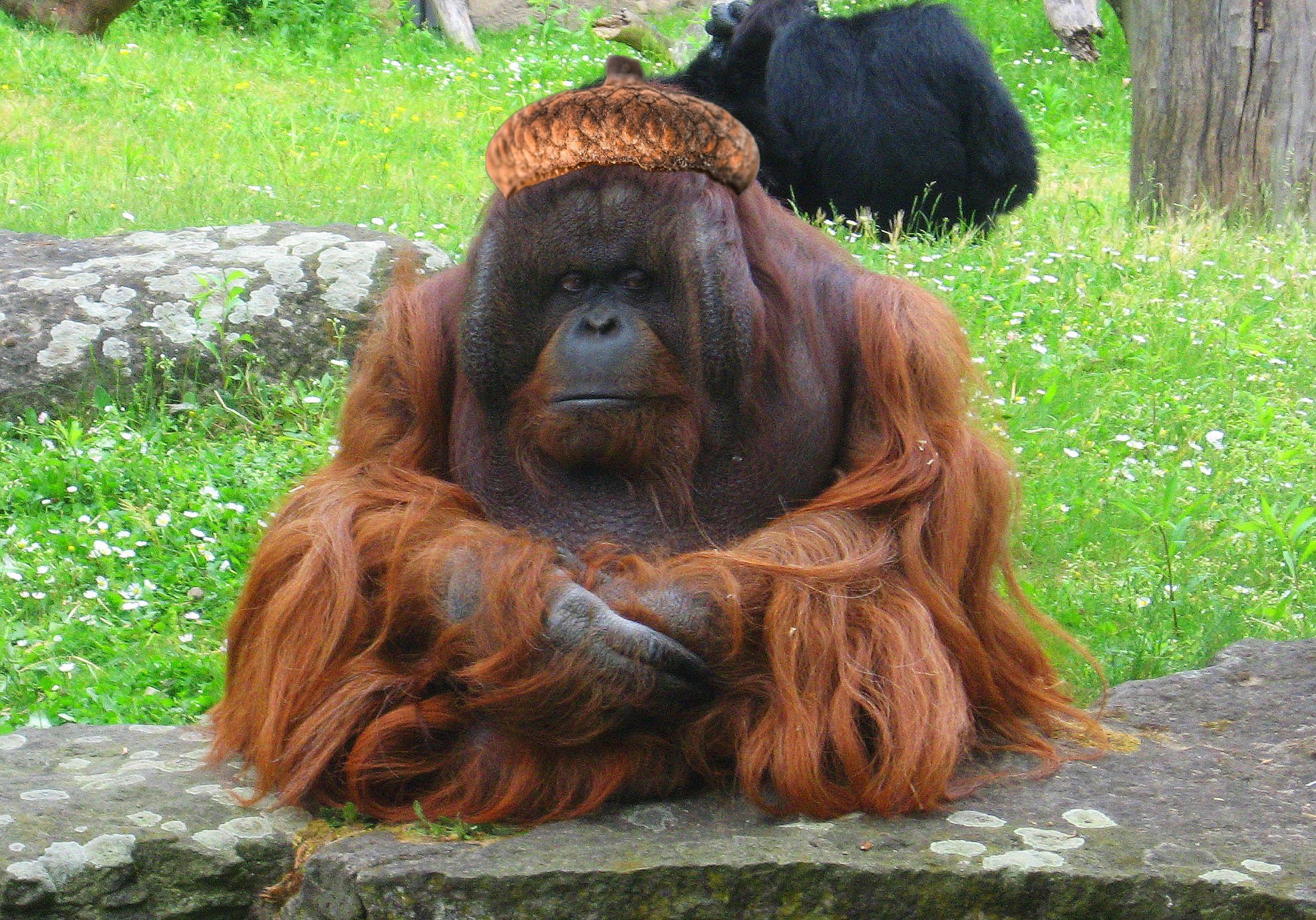 The Acorn King Ponders Peace as His Soldiers Rally