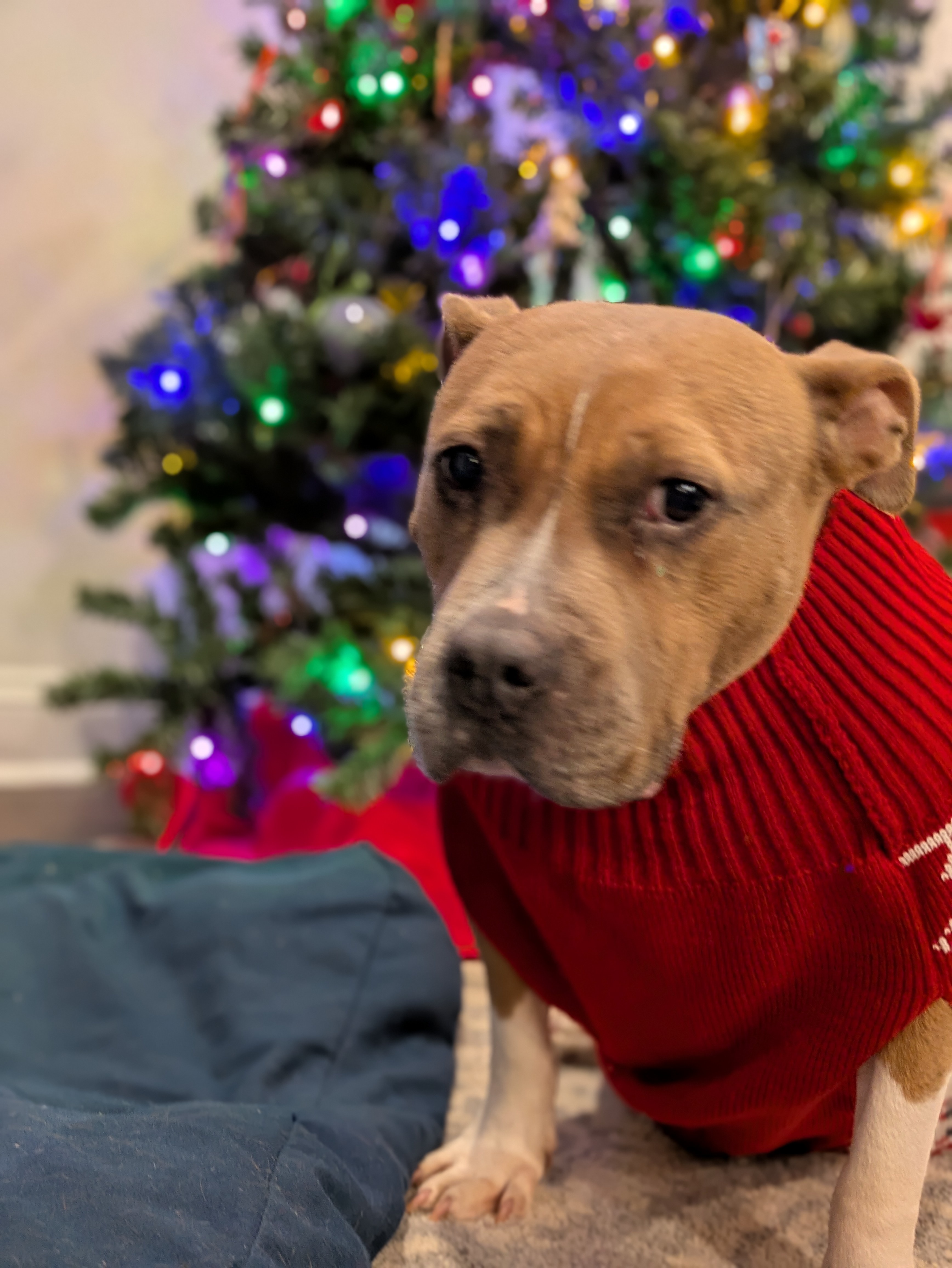 Sending Christmas Cheer from Rory in South Carolina!