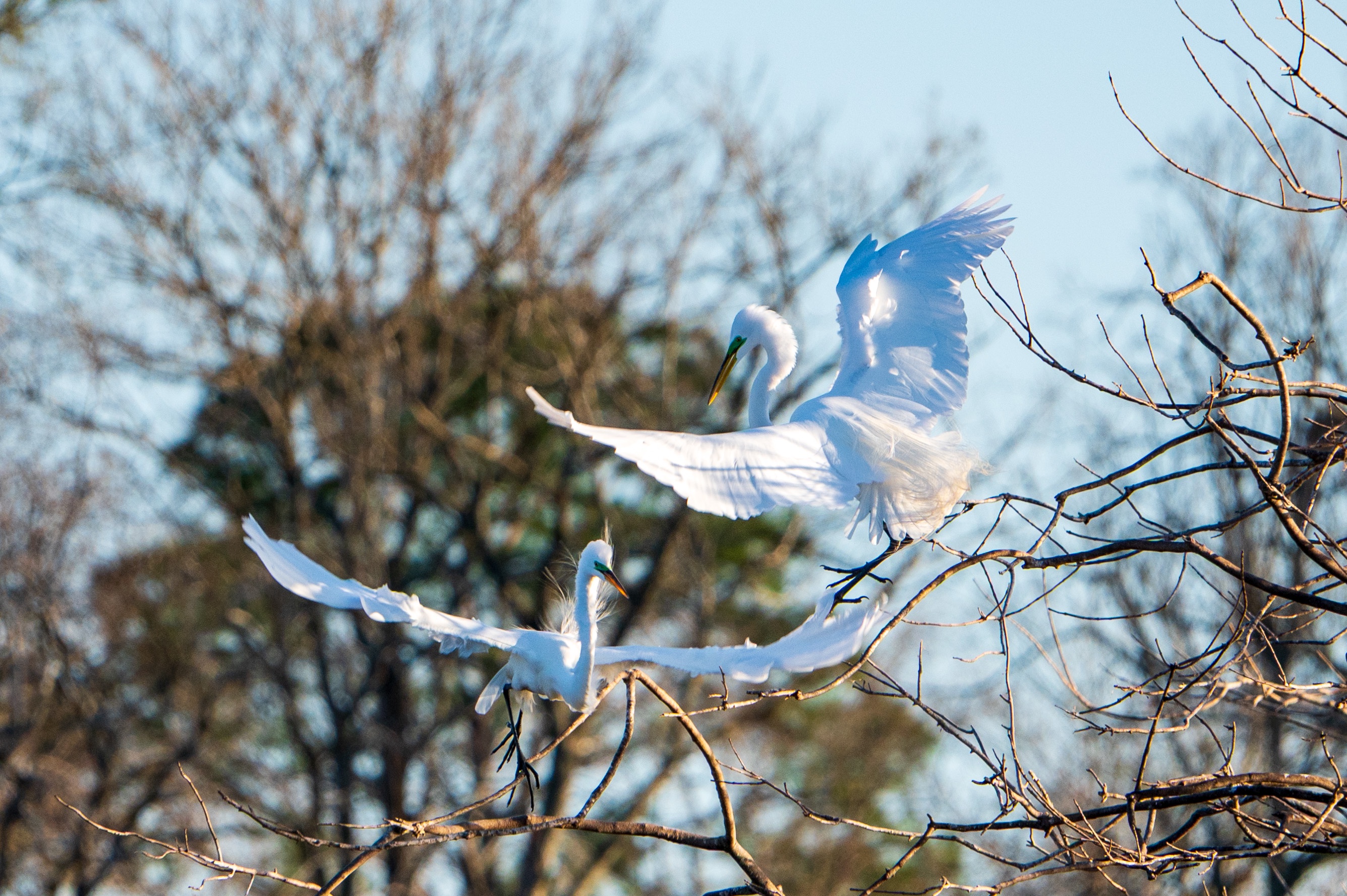 A Celebration of Our Feathered Friends: More Birds!