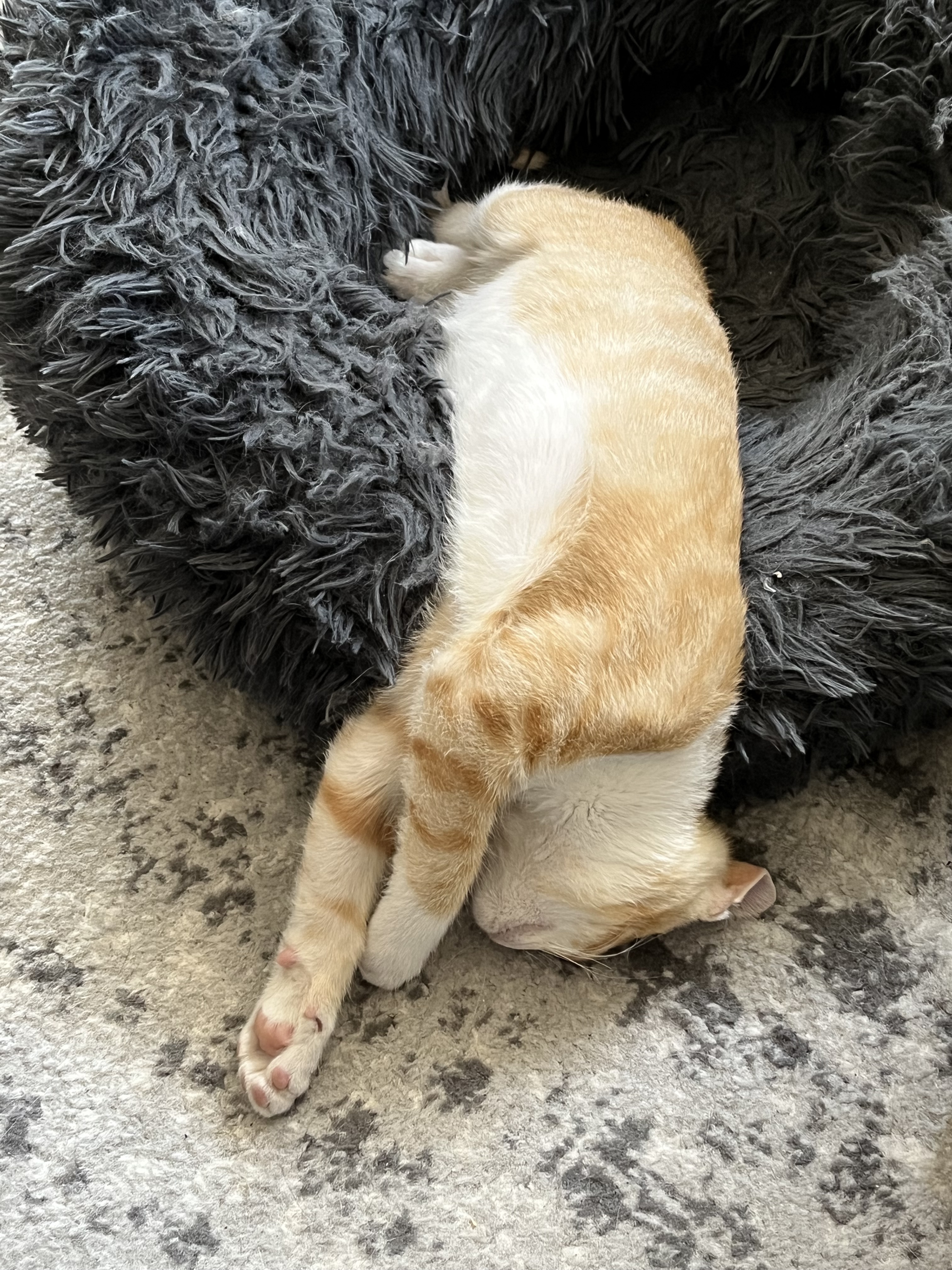 Kevin Adorably Claims His Fuzzy Bed in His Own Unique Way